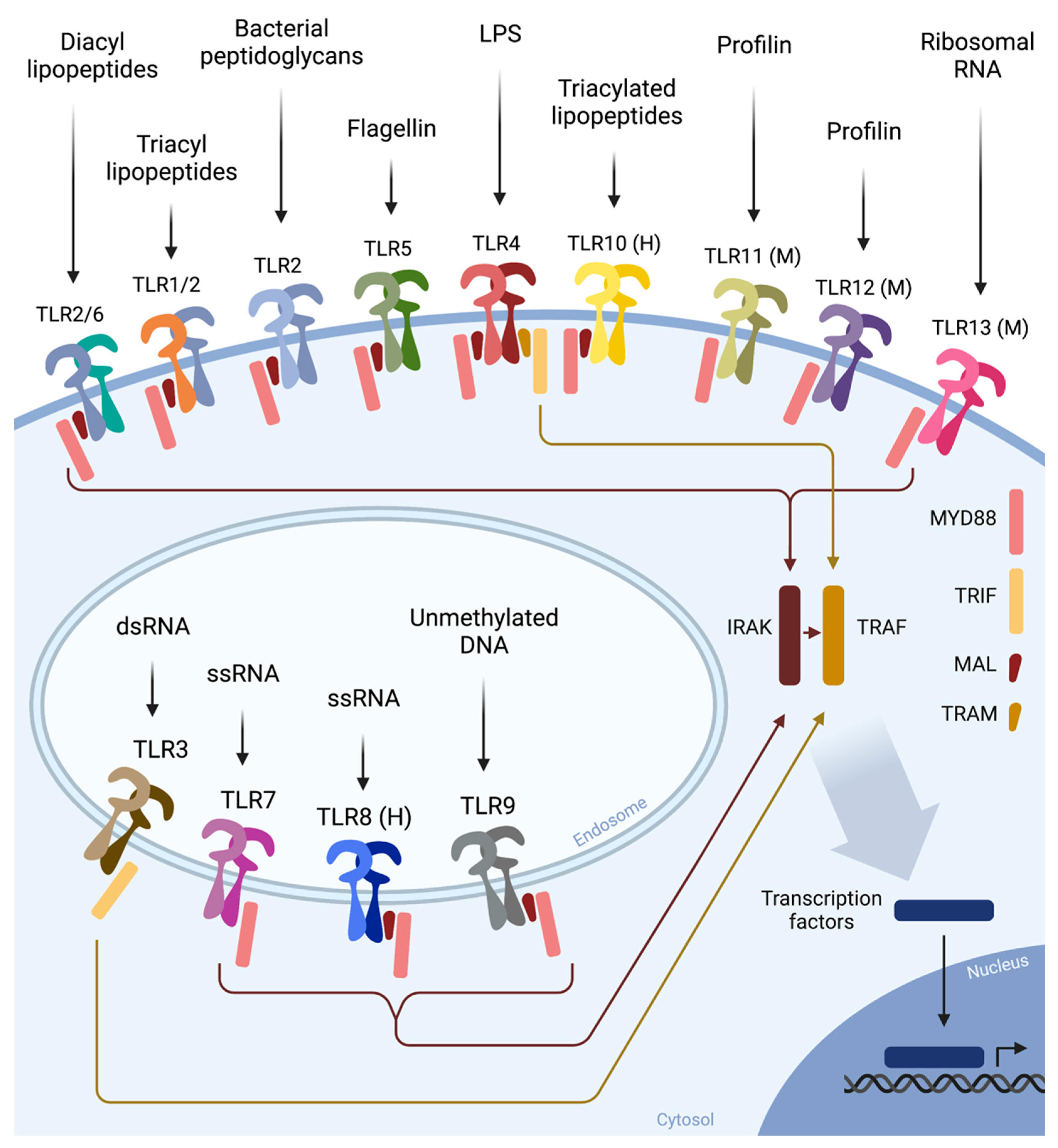 Cells 11 03127 g003 Cells 11 03127 g003