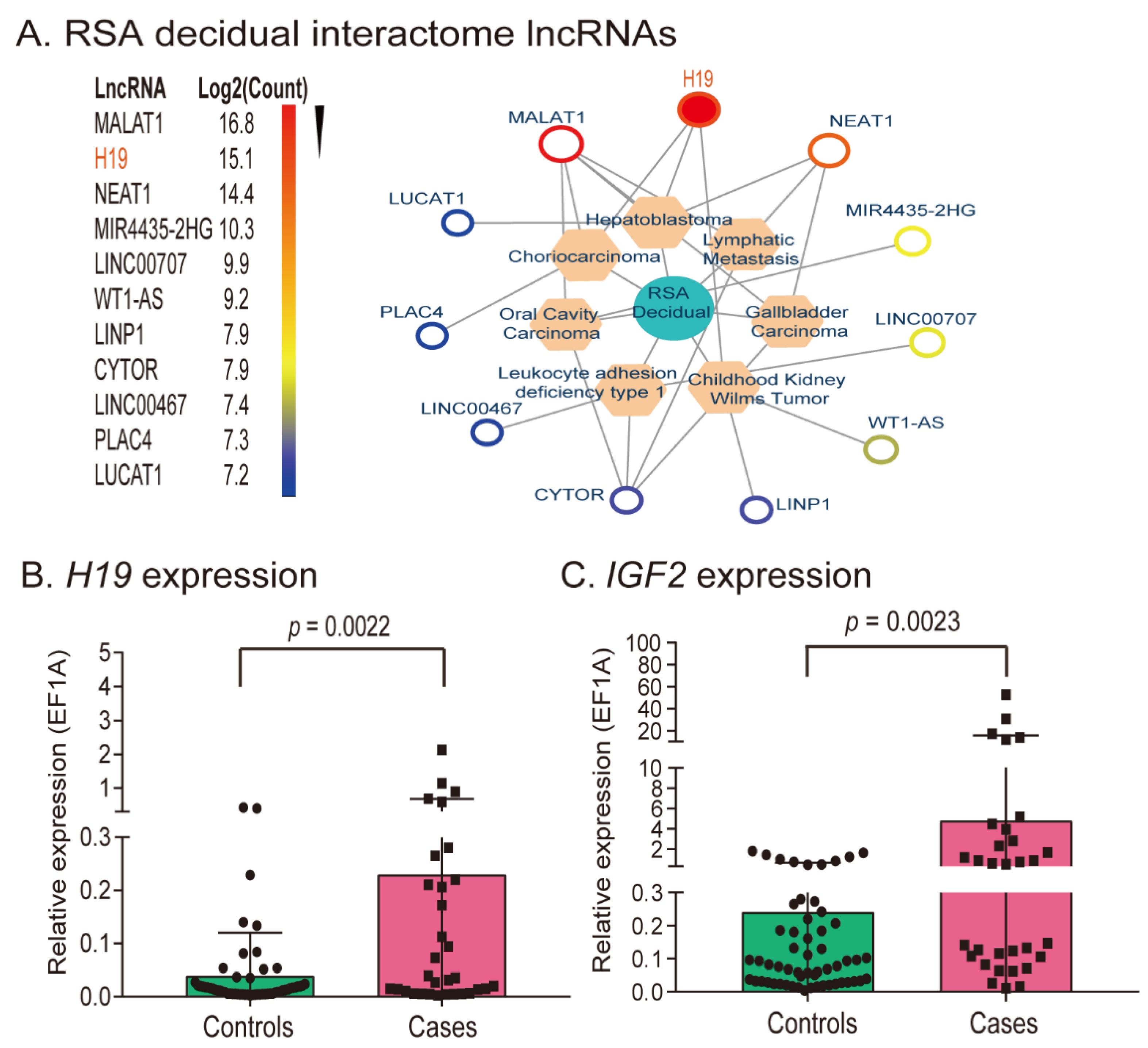 Cells | Free Full-Text | Intrachromosomal Looping and Histone K27  Methylation Coordinately Regulates the lncRNA H19-Fetal Mitogen IGF2  Imprinting Cluster in the Decidual Microenvironment of Early Pregnancy |  HTML