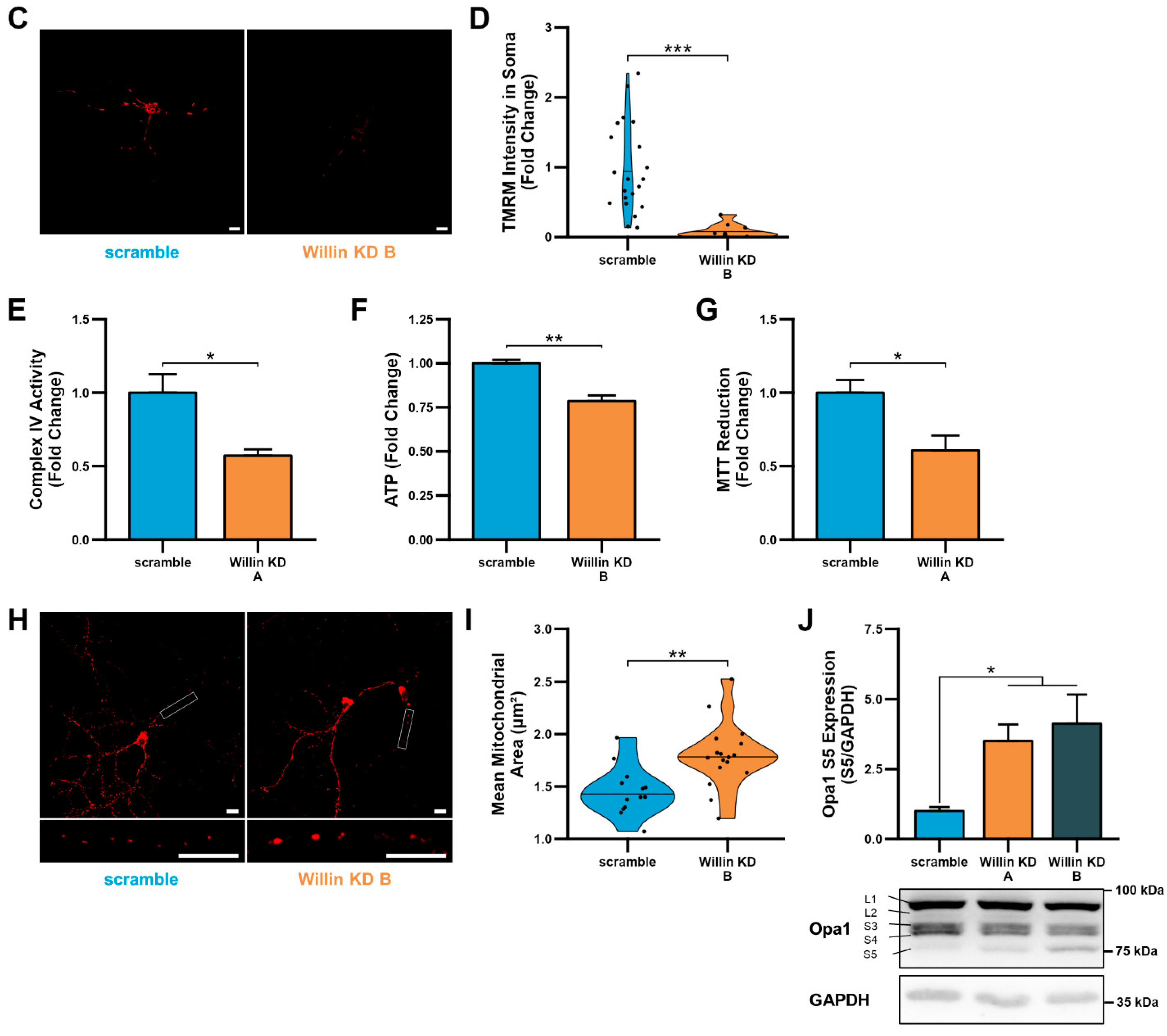 Cells 11 03140 g005b