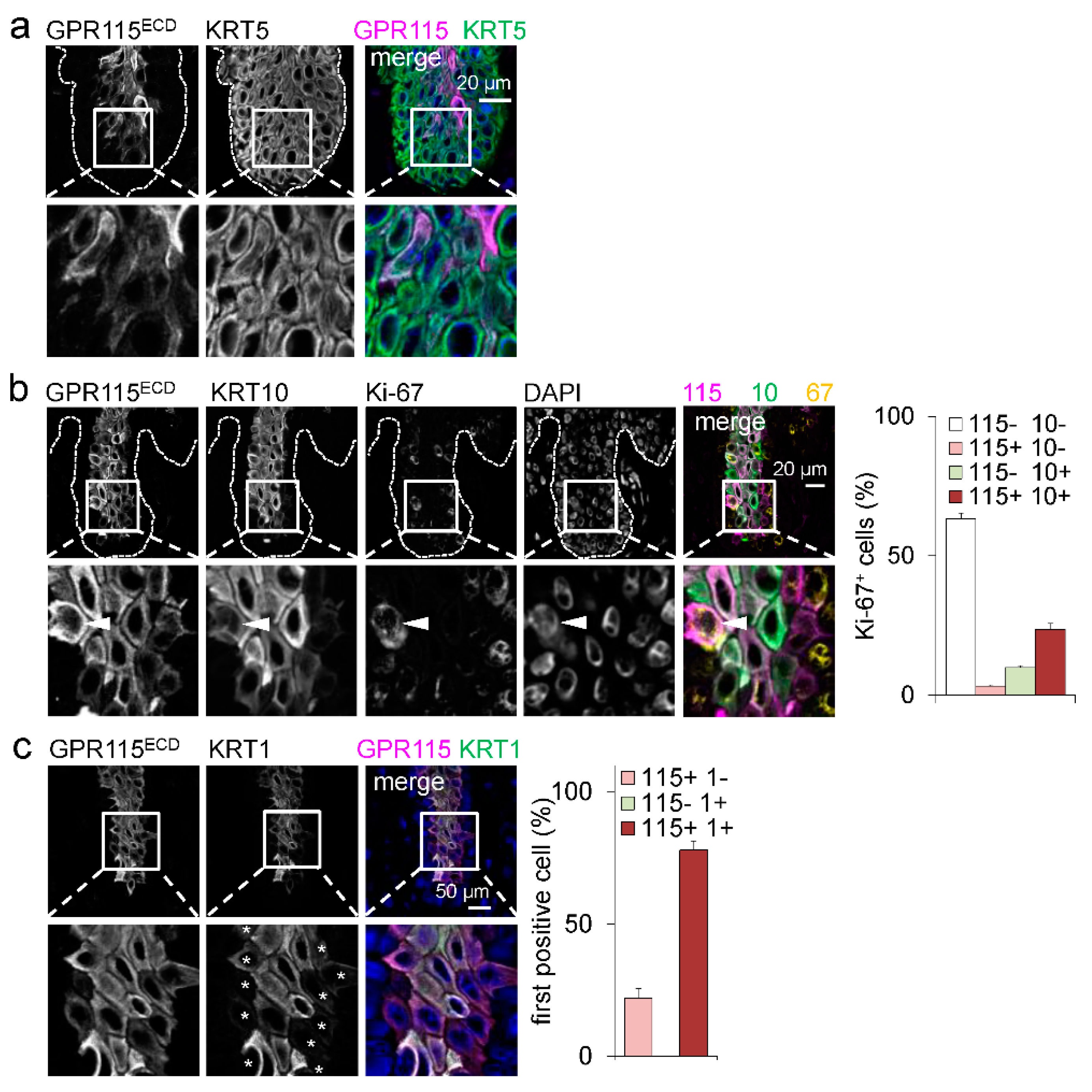 Cells 11 03151 g002 Cells 11 03151 g002