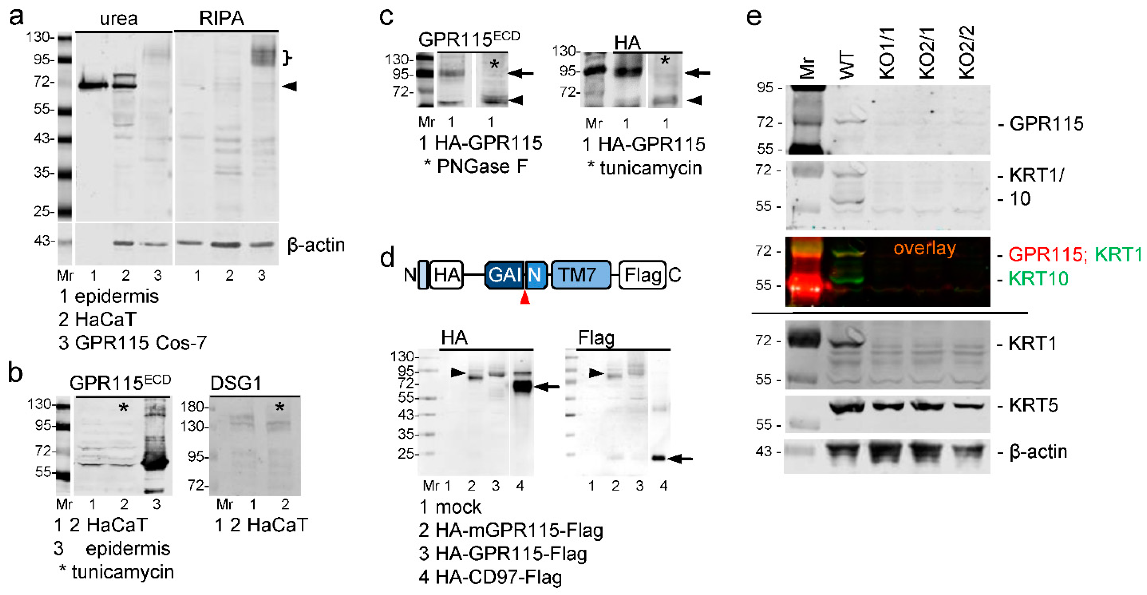 Cells 11 03151 g005 Cells 11 03151 g005