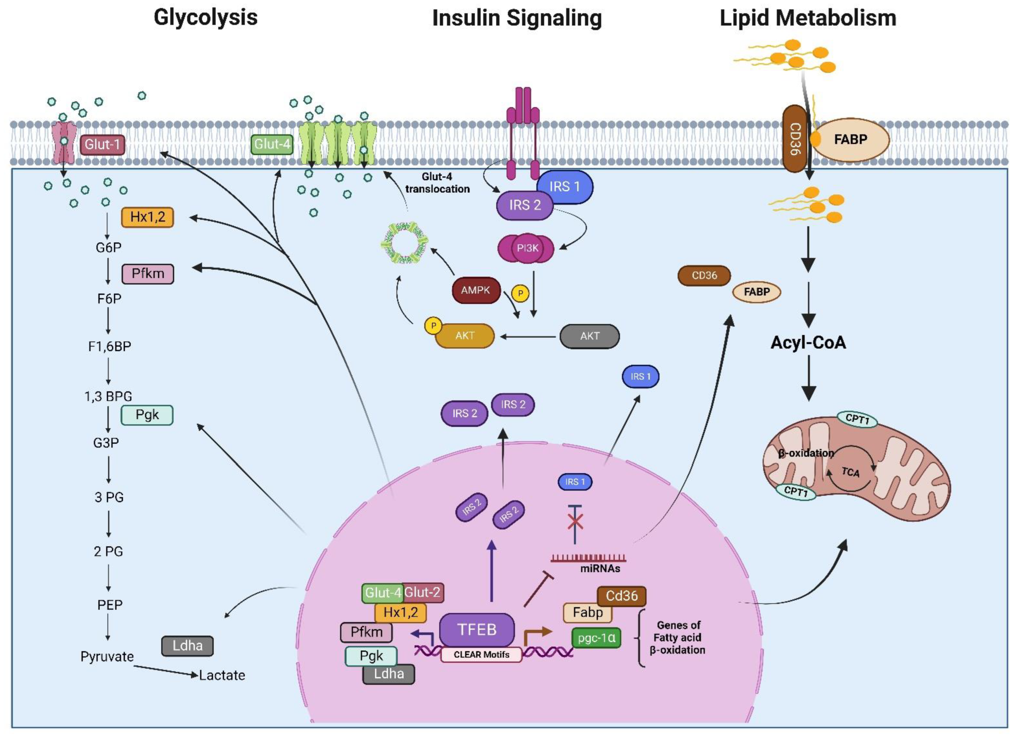 Cells 11 03153 g004 Cells 11 03153 g004