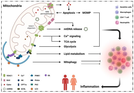 Cells | Free Full-Text | Mitochondrial VDAC1: A Potential Therapeutic ...