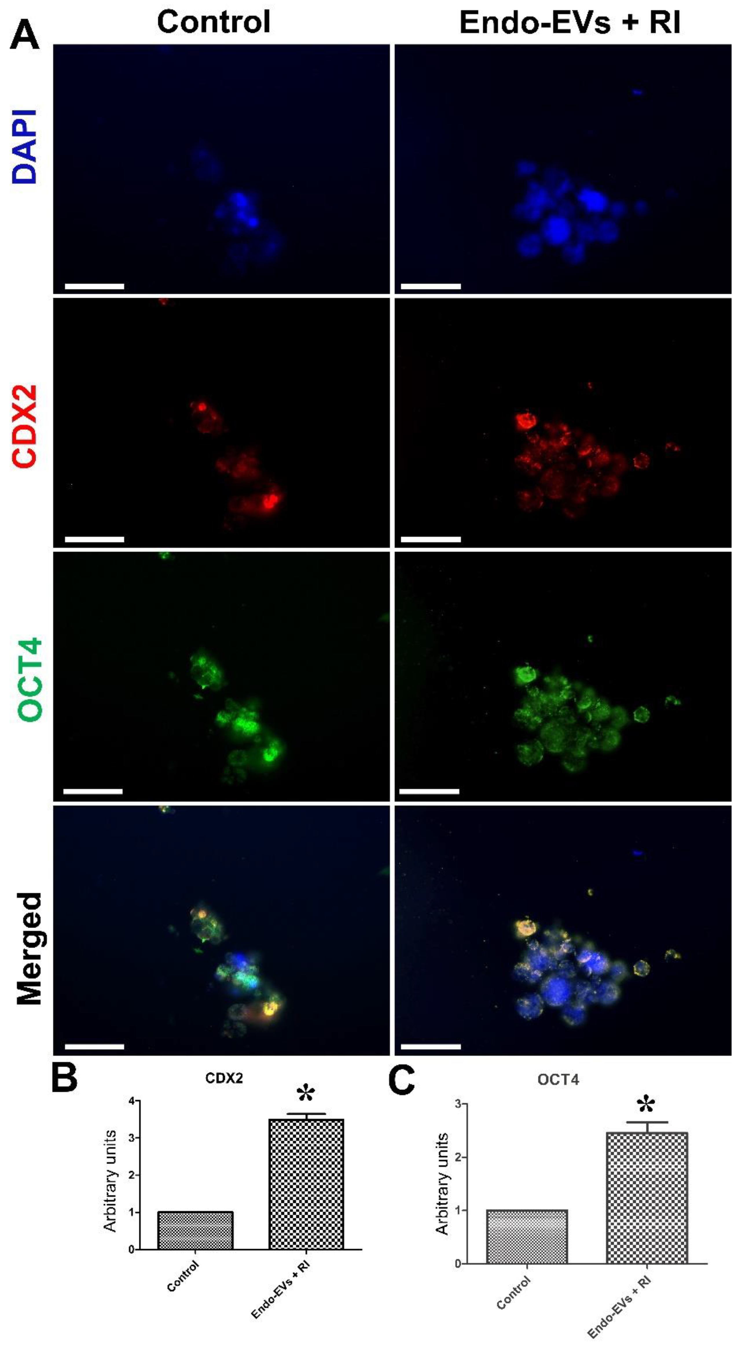 Cells 11 03178 g006 Cells 11 03178 g006