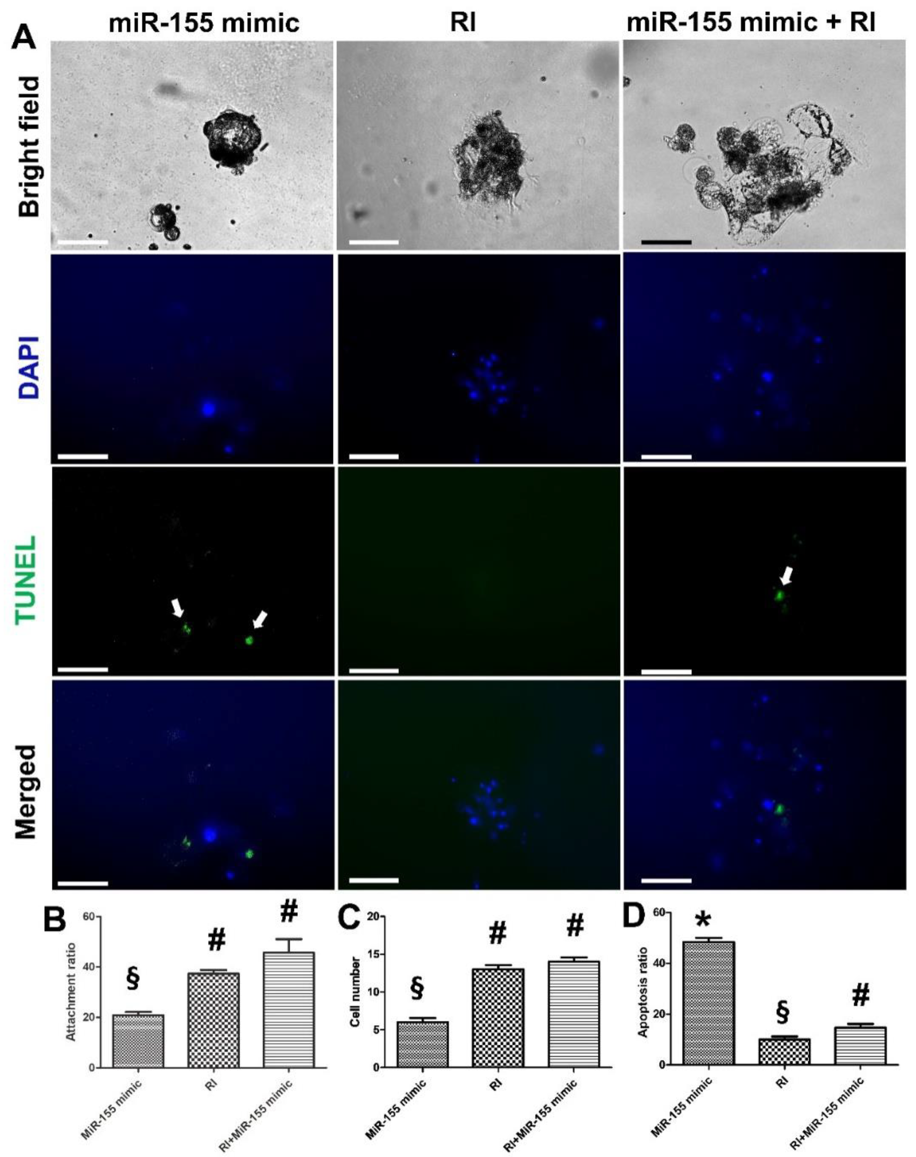 Cells 11 03178 g009 Cells 11 03178 g009
