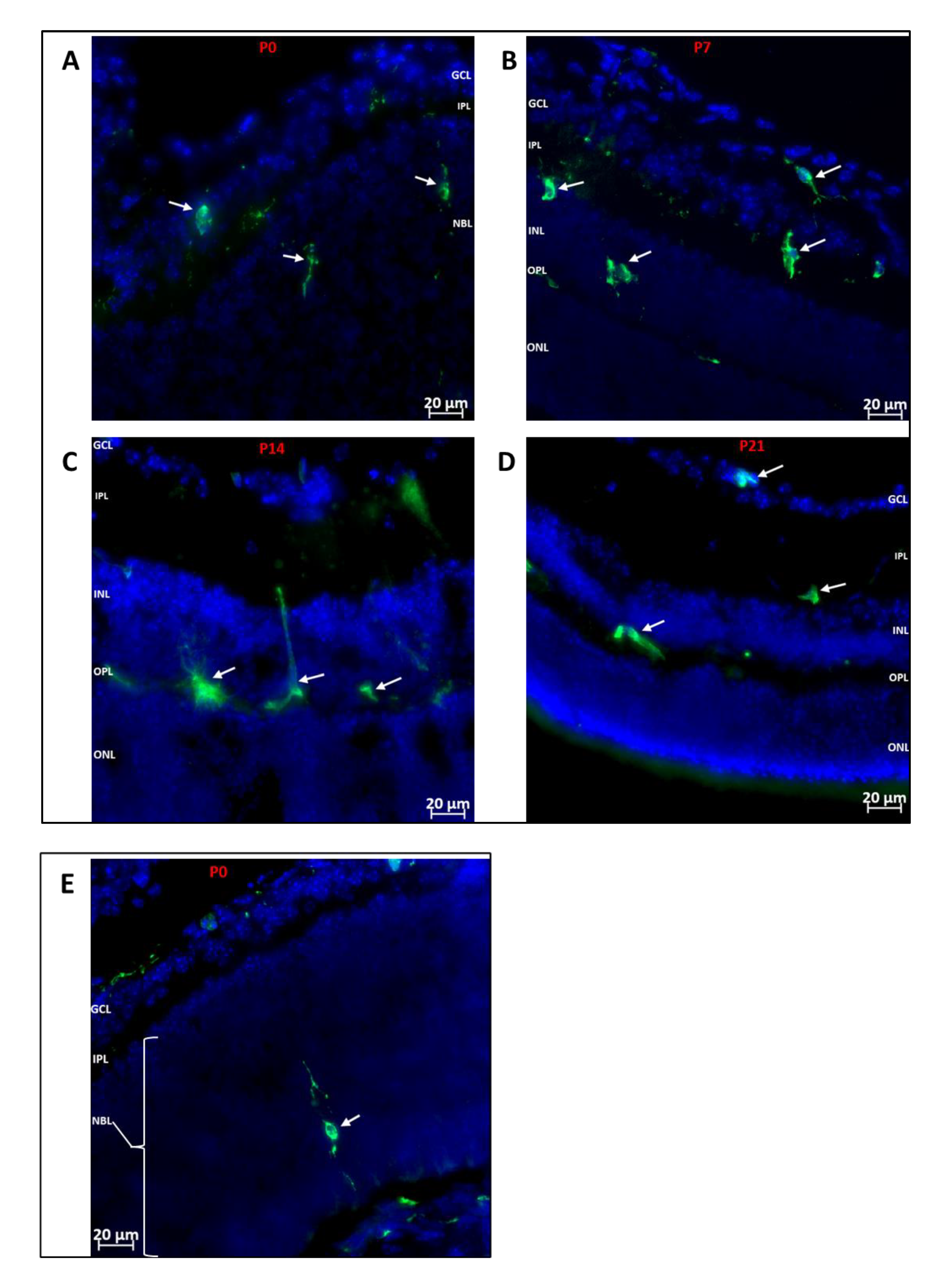 Cells 11 03207 g002 Cells 11 03207 g002