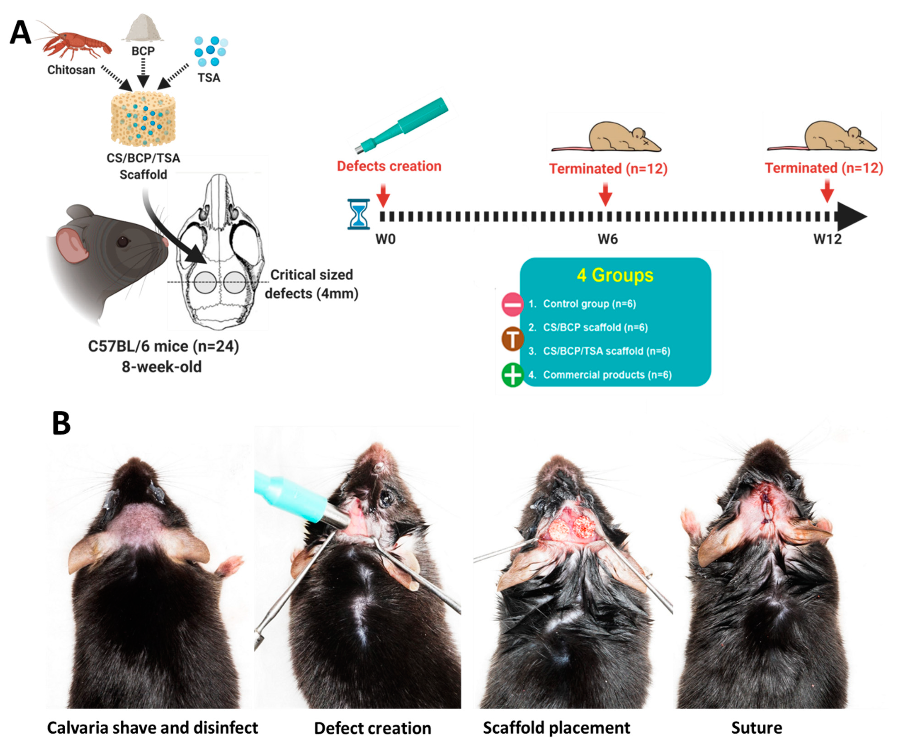 Cells 11 03217 g006 Cells 11 03217 g006