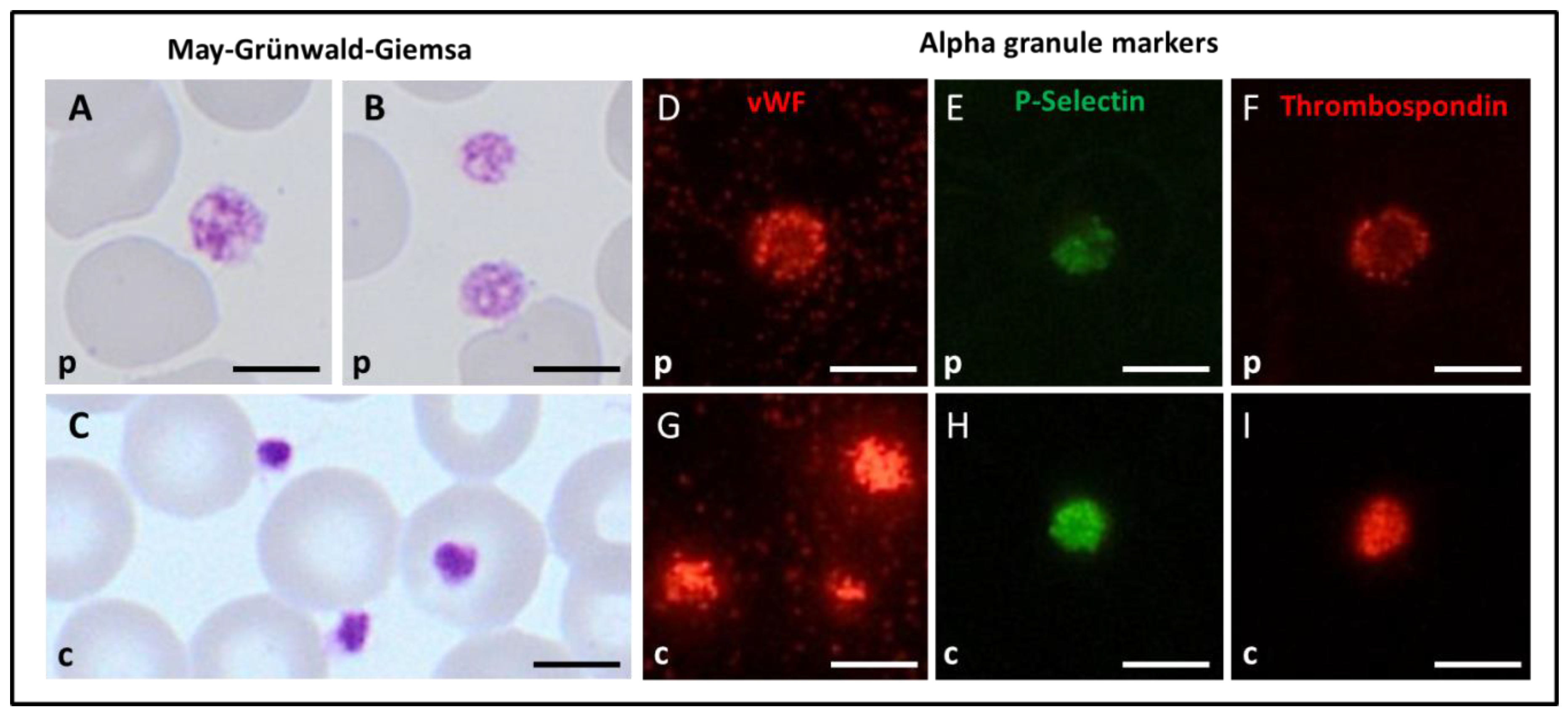 Cells 11 03223 g004 Cells 11 03223 g004