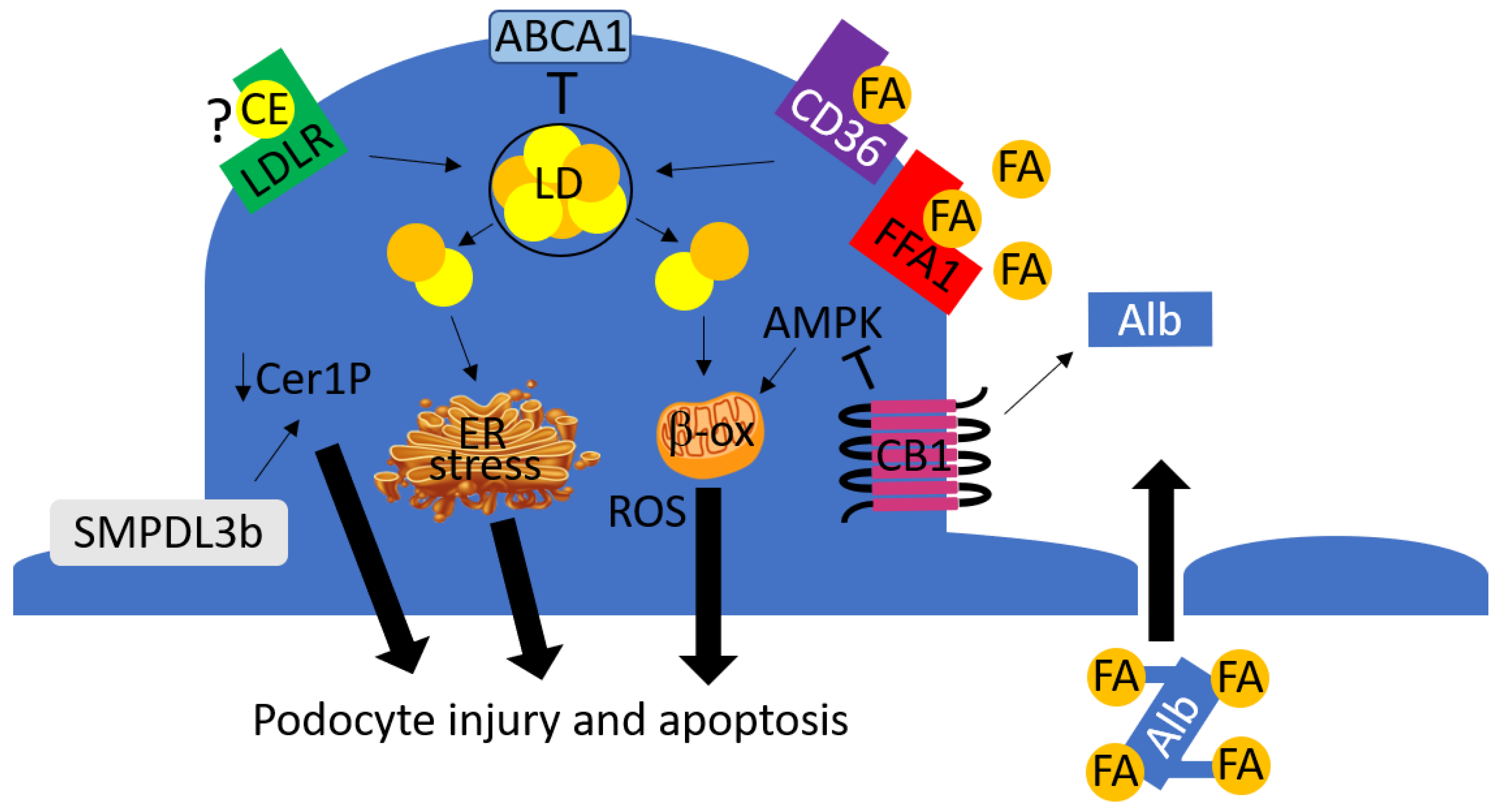 Cells | Free Full-Text | The Contribution of Lipotoxicity to Diabetic  Kidney Disease