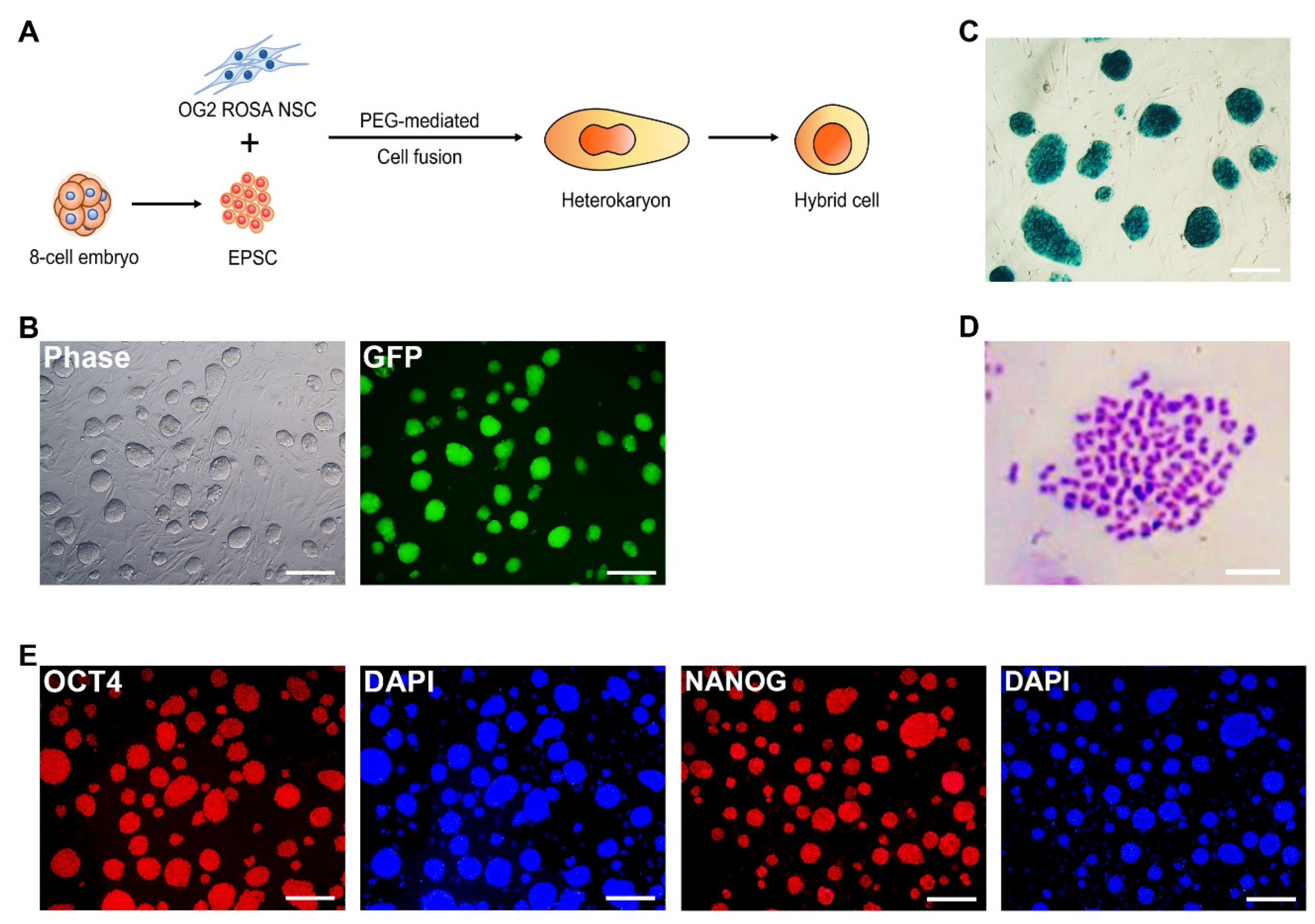 Cells 11 03266 g002a Cells 11 03266 g002a