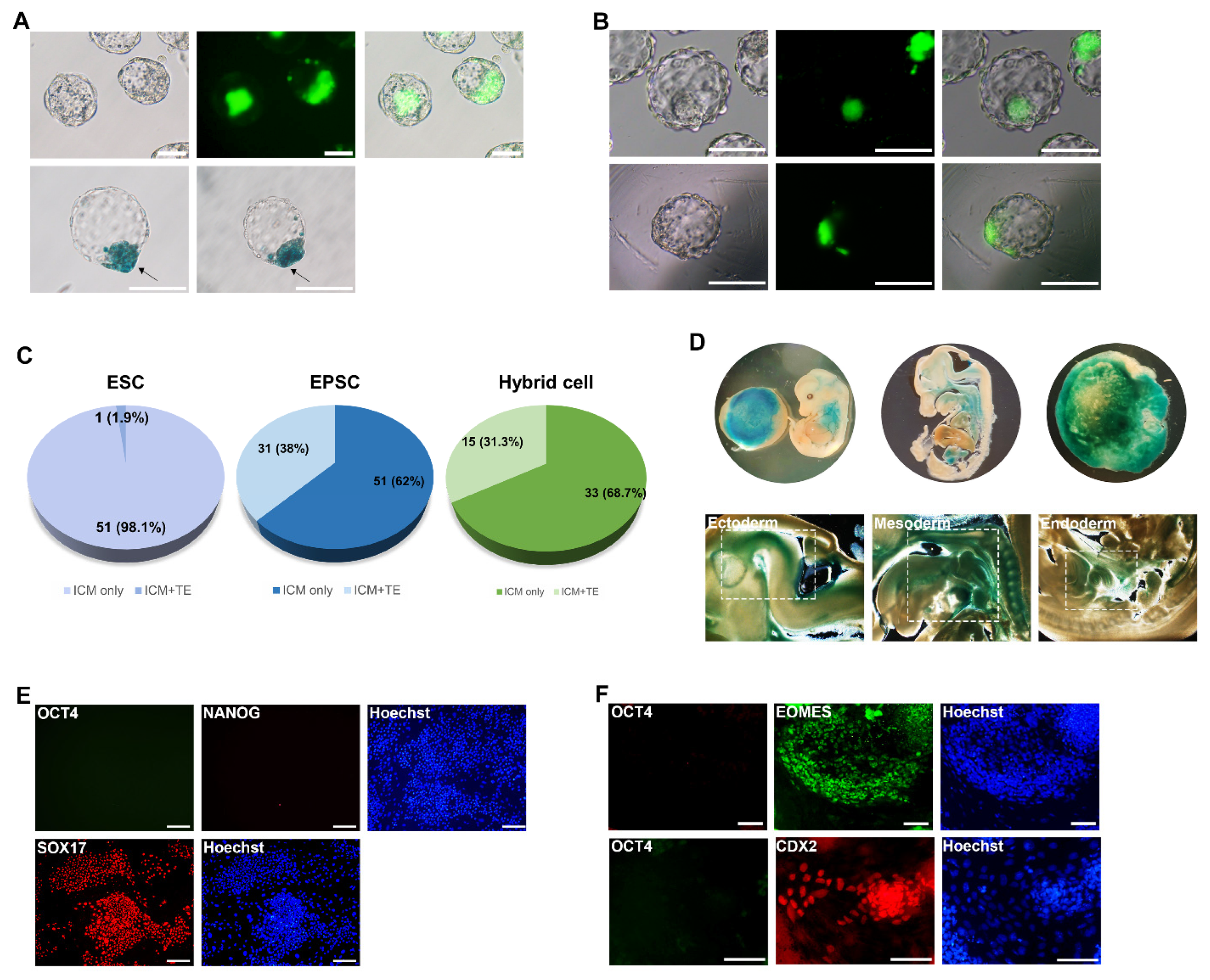 Cells 11 03266 g003 Cells 11 03266 g003