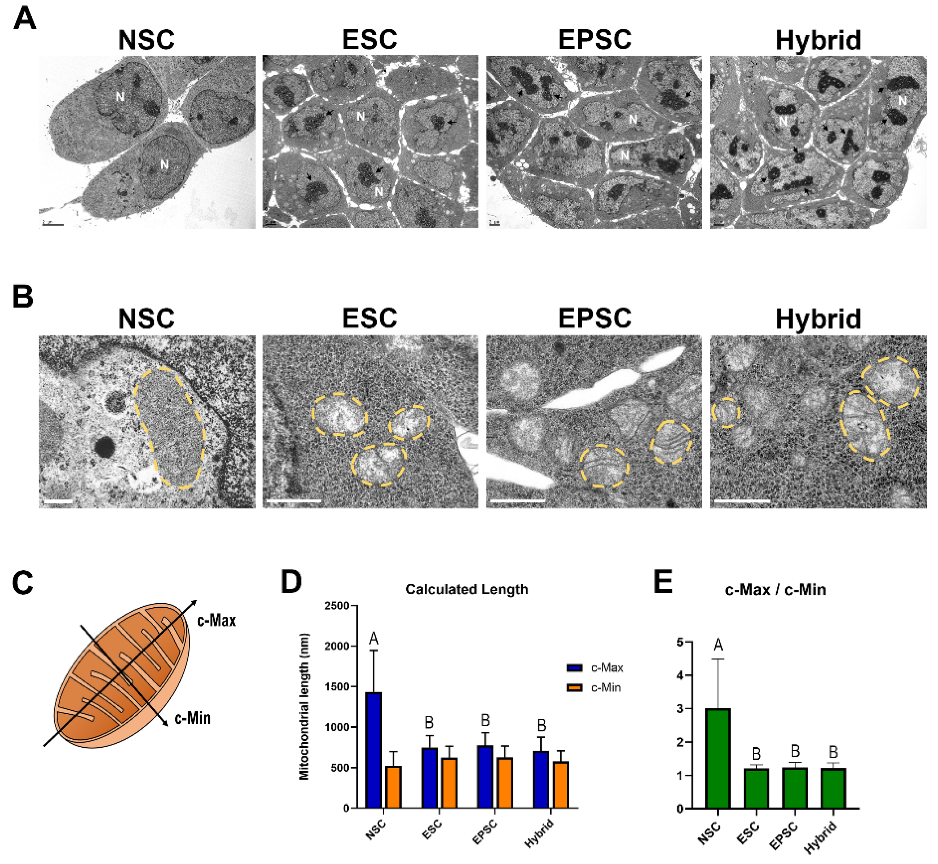 Cells 11 03266 g005 Cells 11 03266 g005