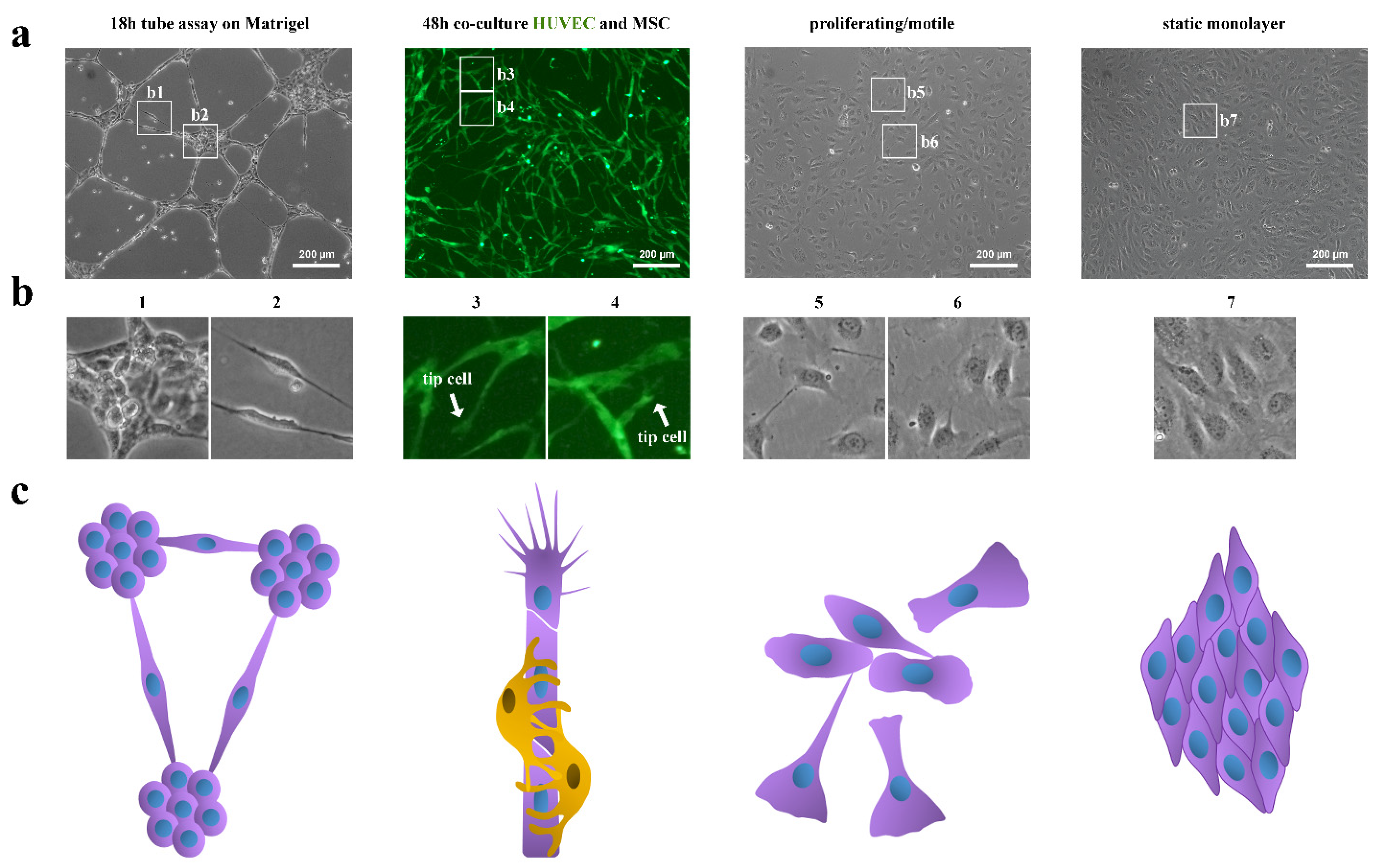 Cells 11 03278 g001 Cells 11 03278 g001