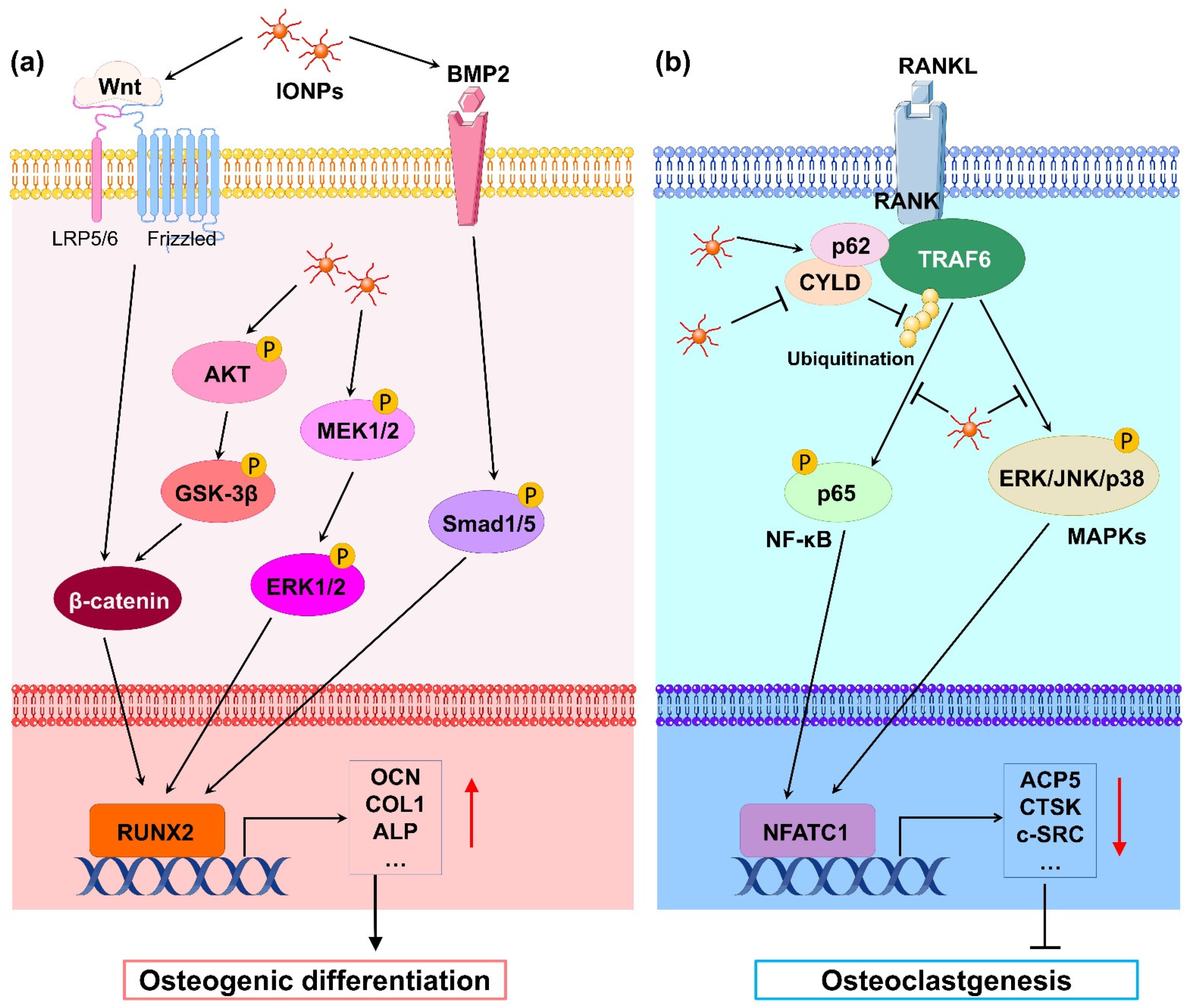 Cells | Free Full-Text | Iron Oxide Nanoparticles Combined with