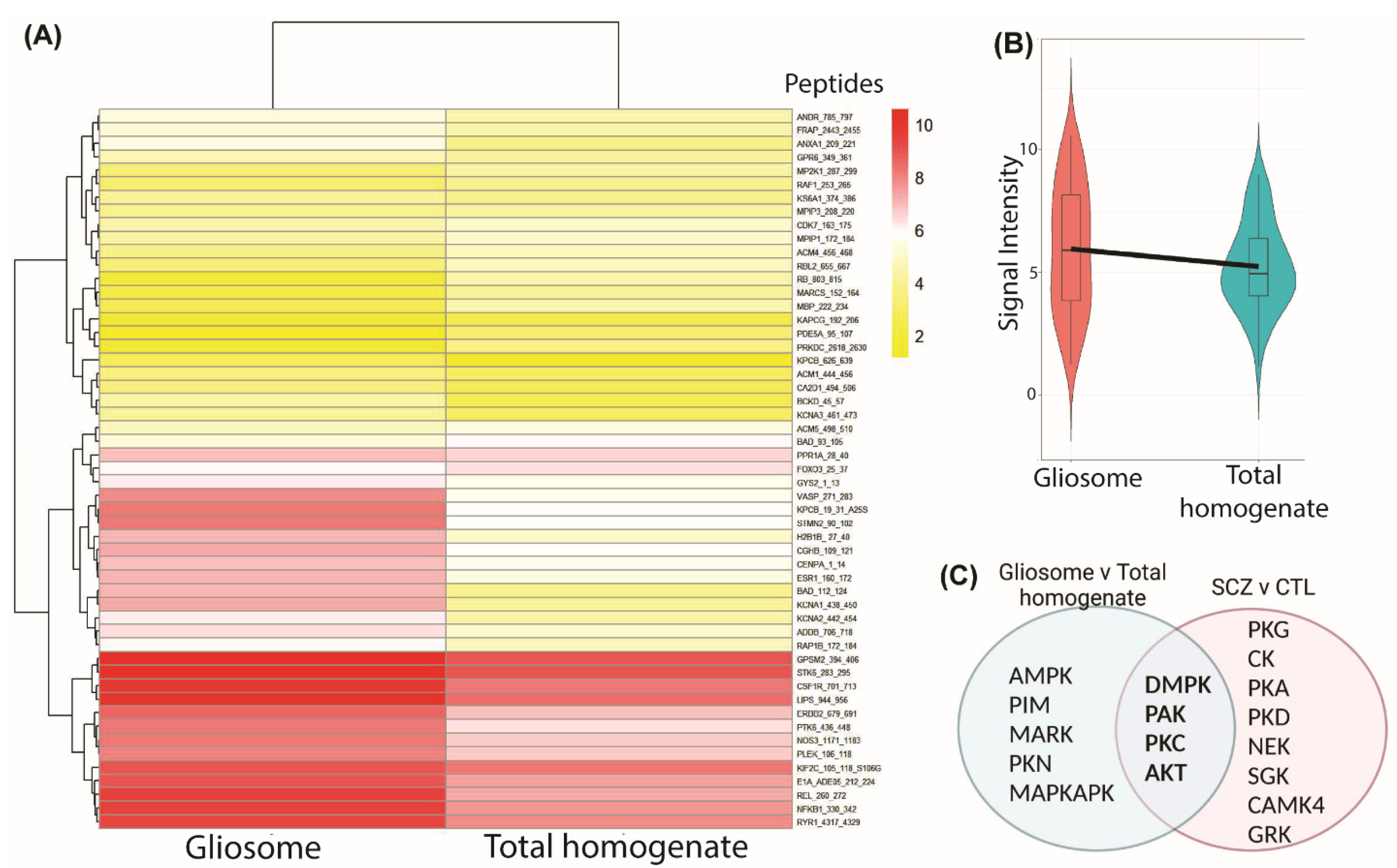 Cells 11 03315 g005 Cells 11 03315 g005