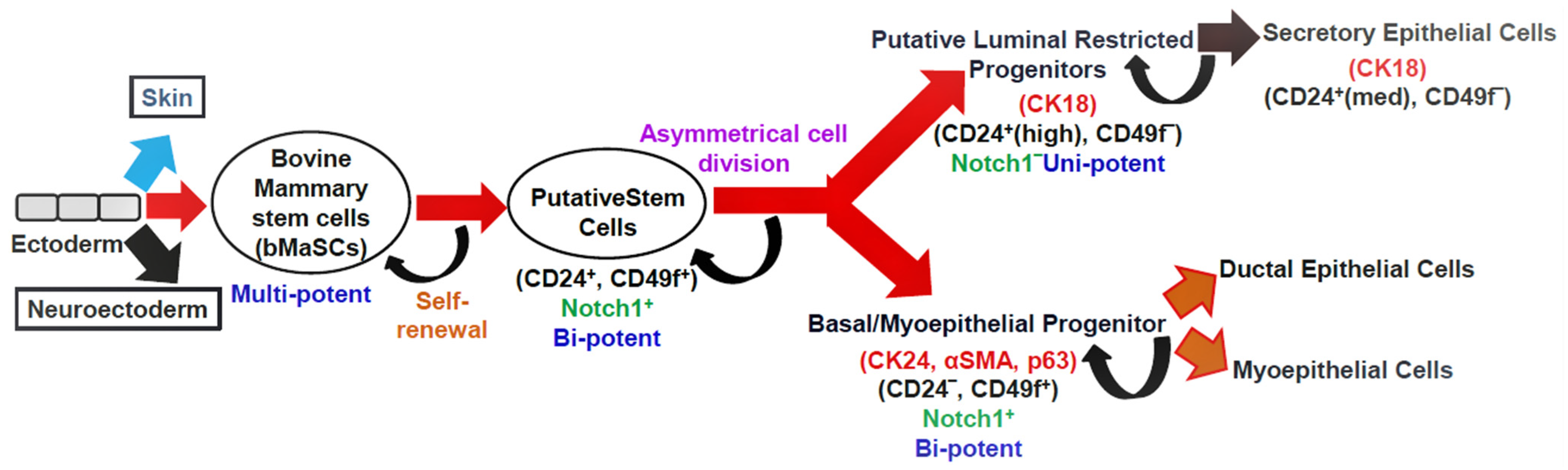 Cells Free Full Text Critical Review on Physiological and