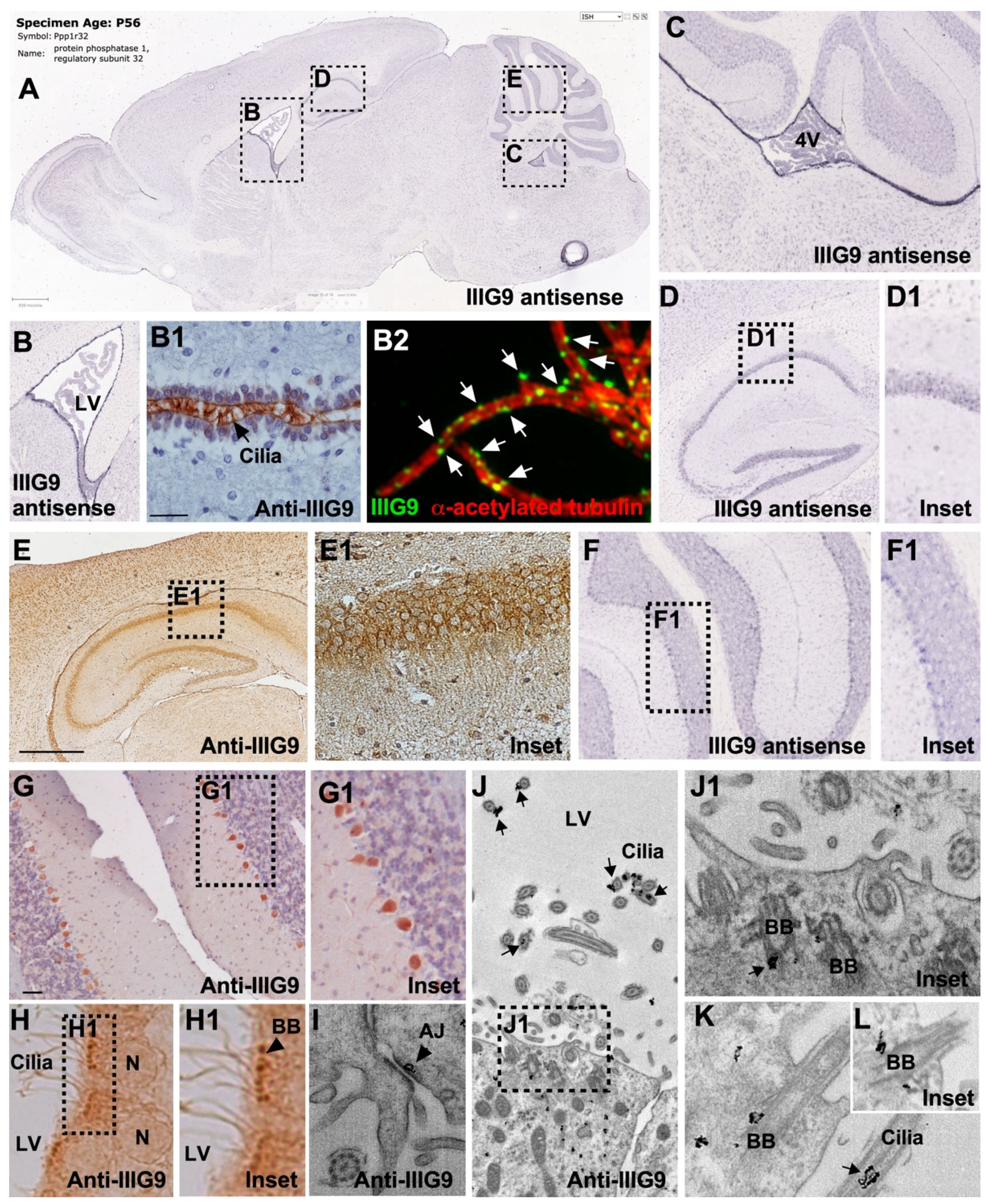 Cells 11 03327 g004 Cells 11 03327 g004