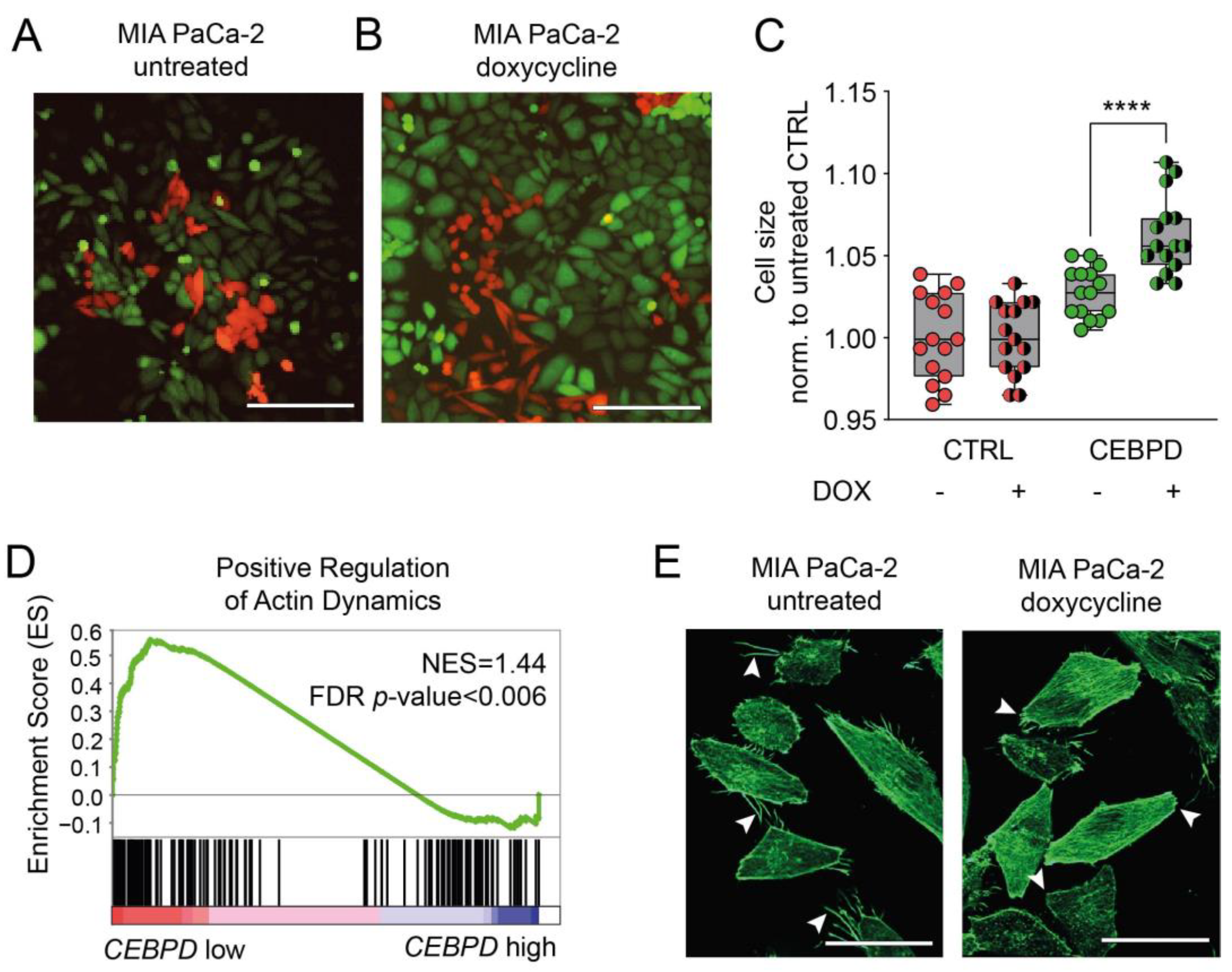 Cells 11 03334 g005 Cells 11 03334 g005