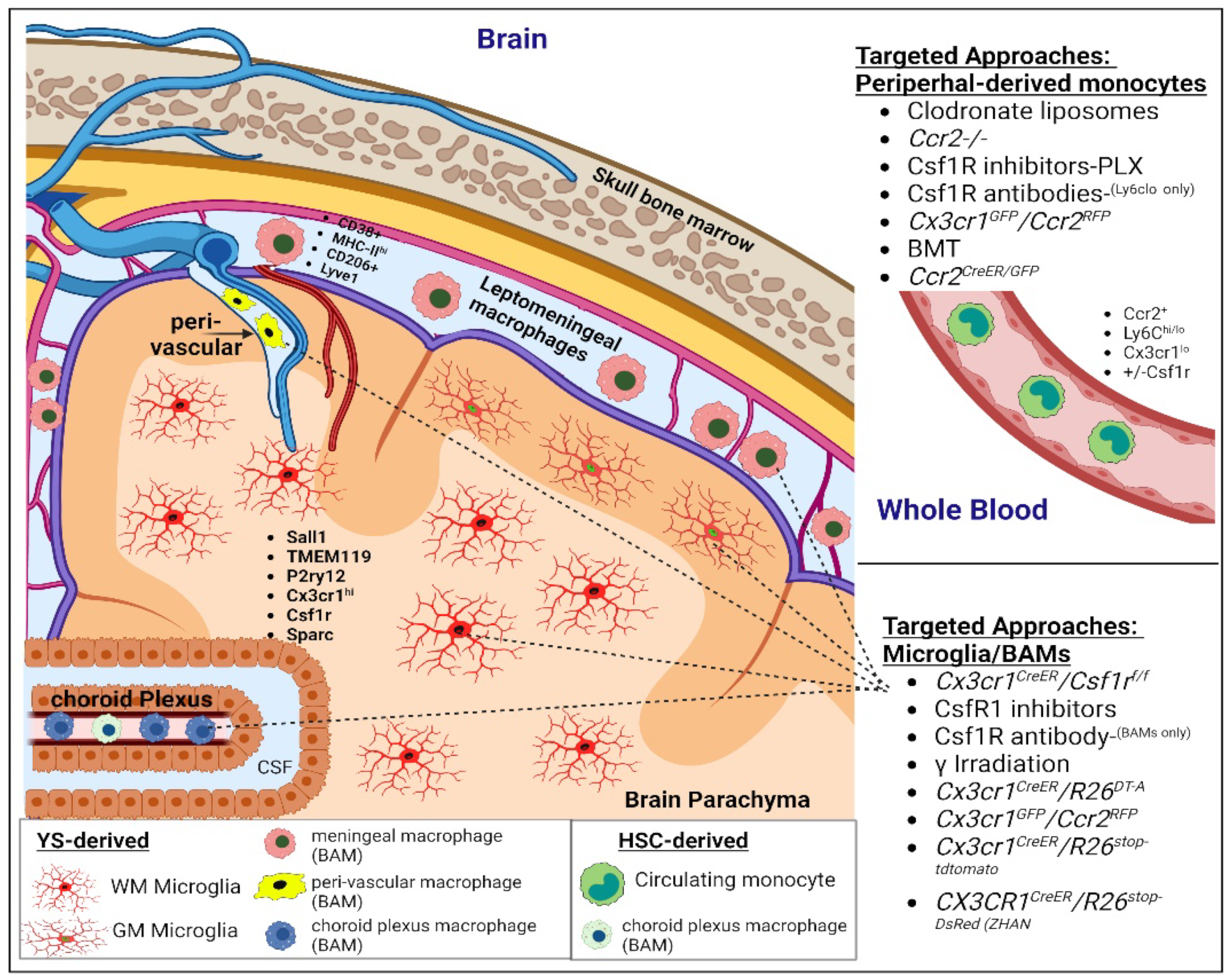 Cells 11 03364 g001 Cells 11 03364 g001