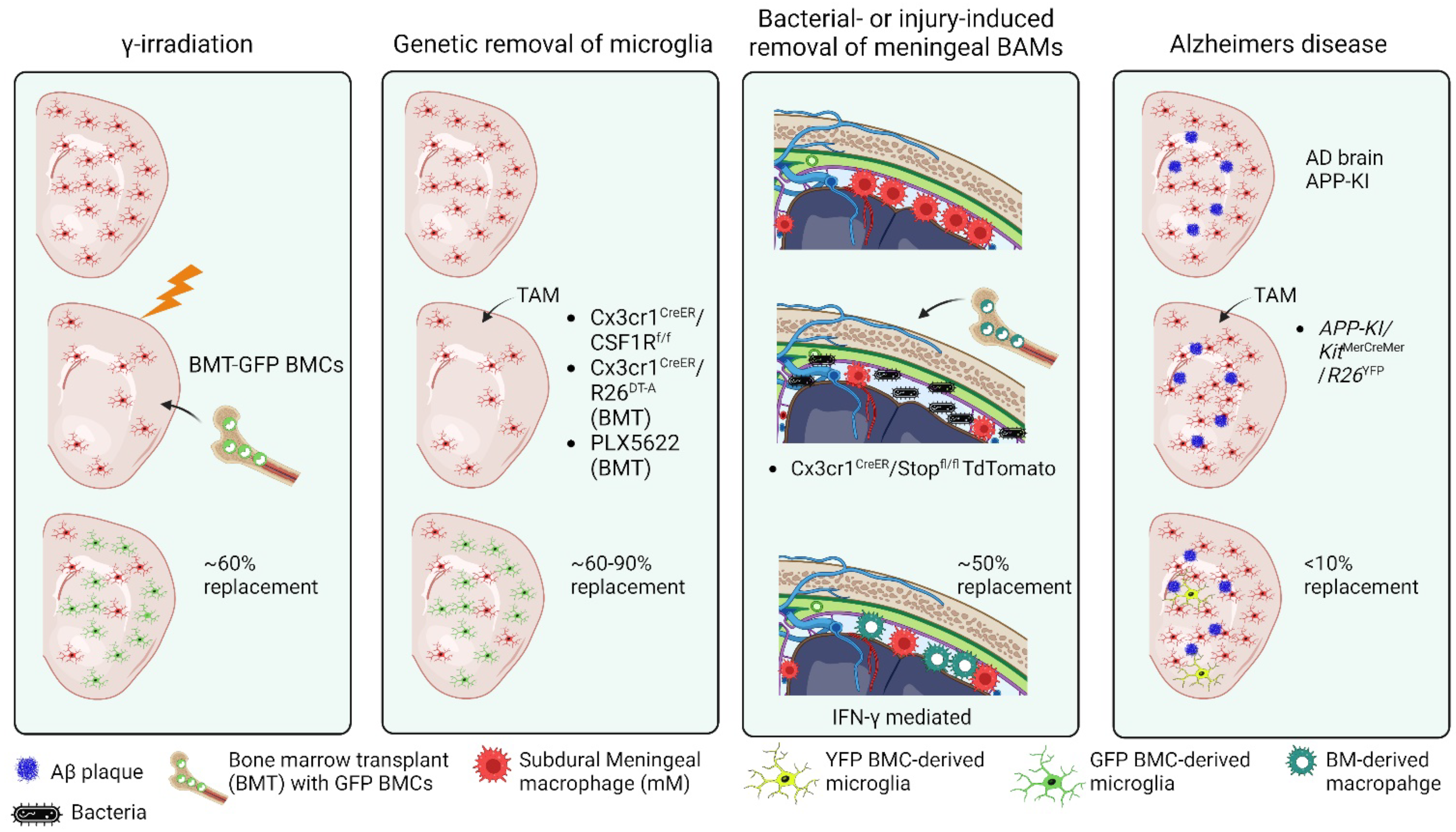 Cells 11 03364 g002 Cells 11 03364 g002