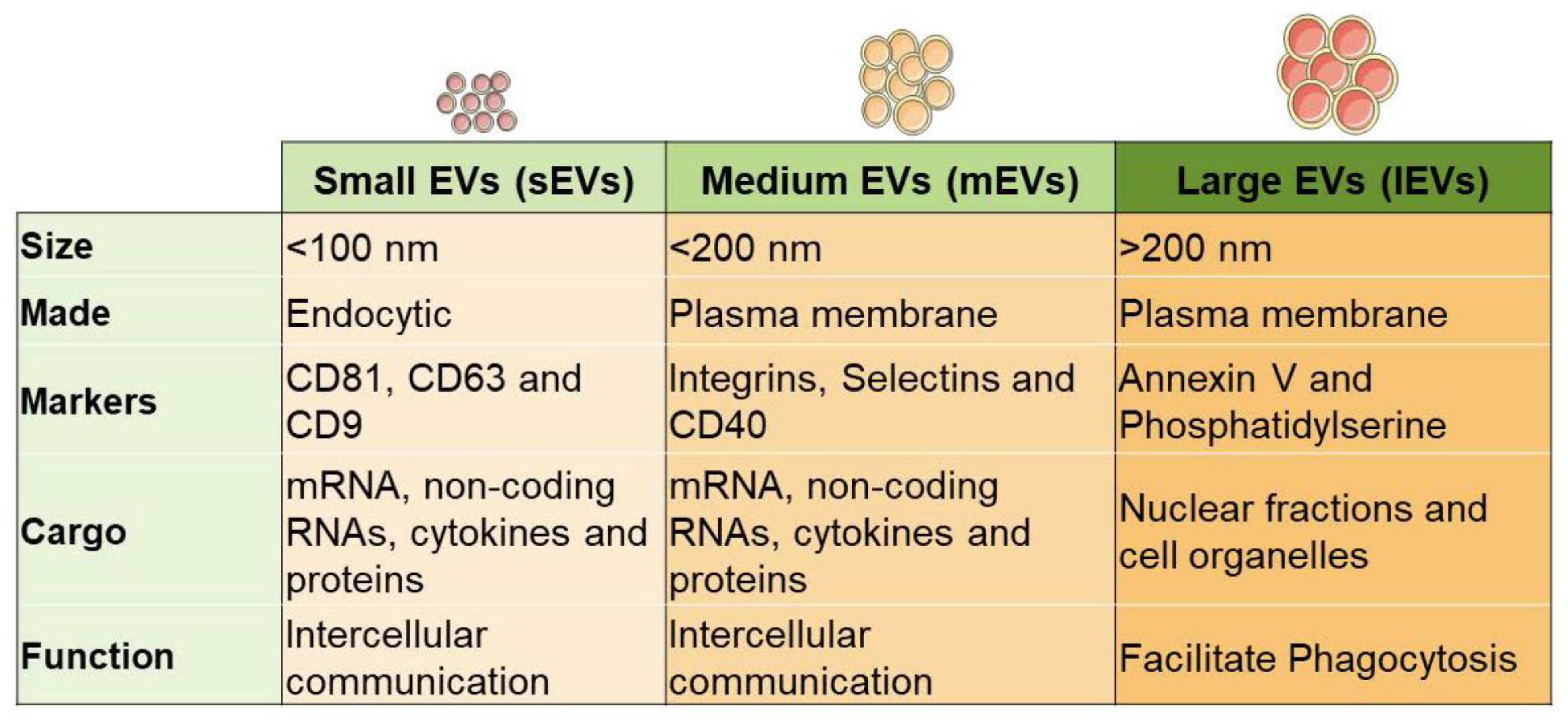 Cells | Free Full-Text | Mesenchymal Stem Cell-Derived Extracellular  Vesicles for Therapeutic Use and in Bioengineering Applications