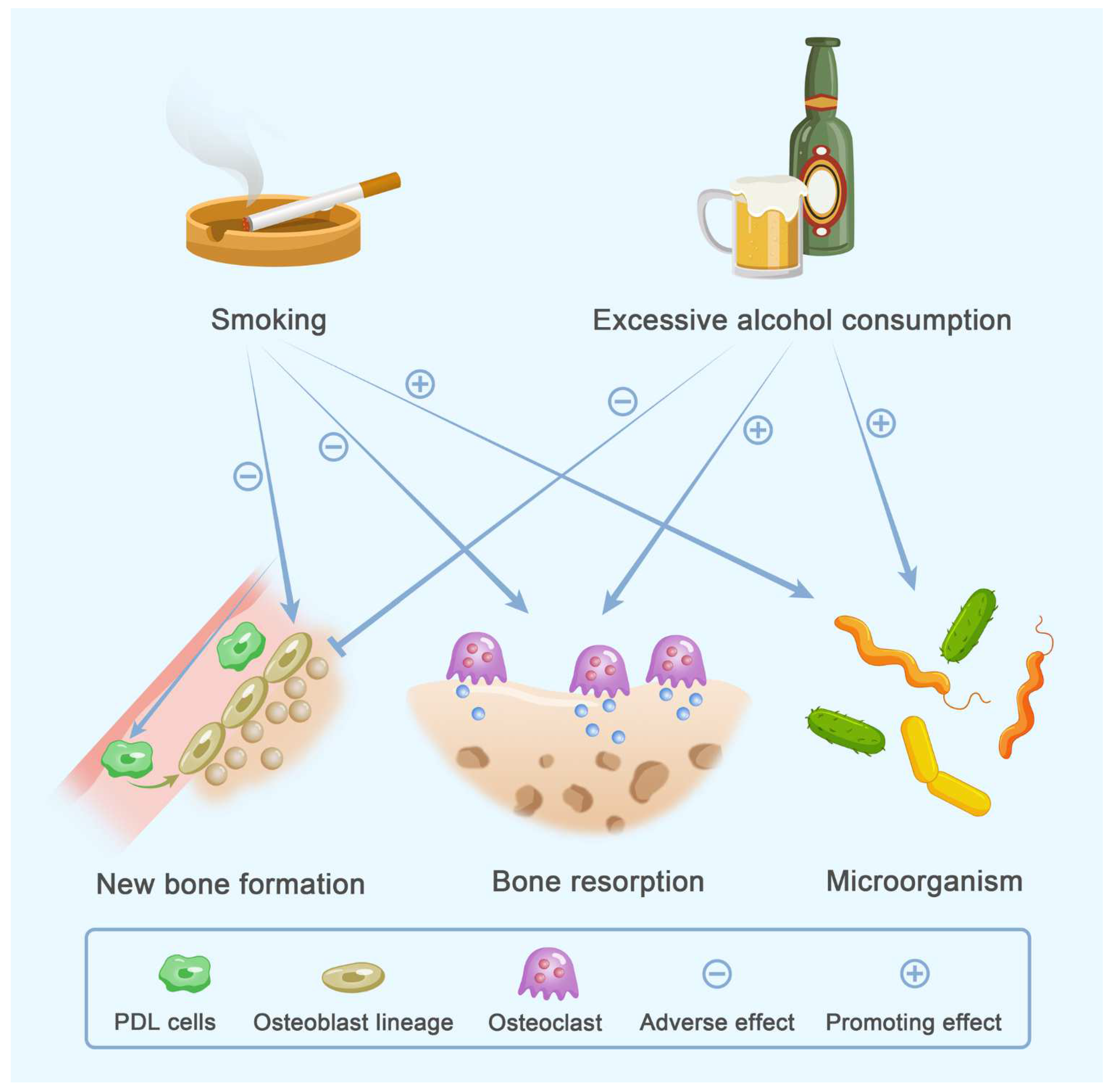 Does Oral Health Affect Your Bones? The Link Between Periodontitis and  Osteoporosis