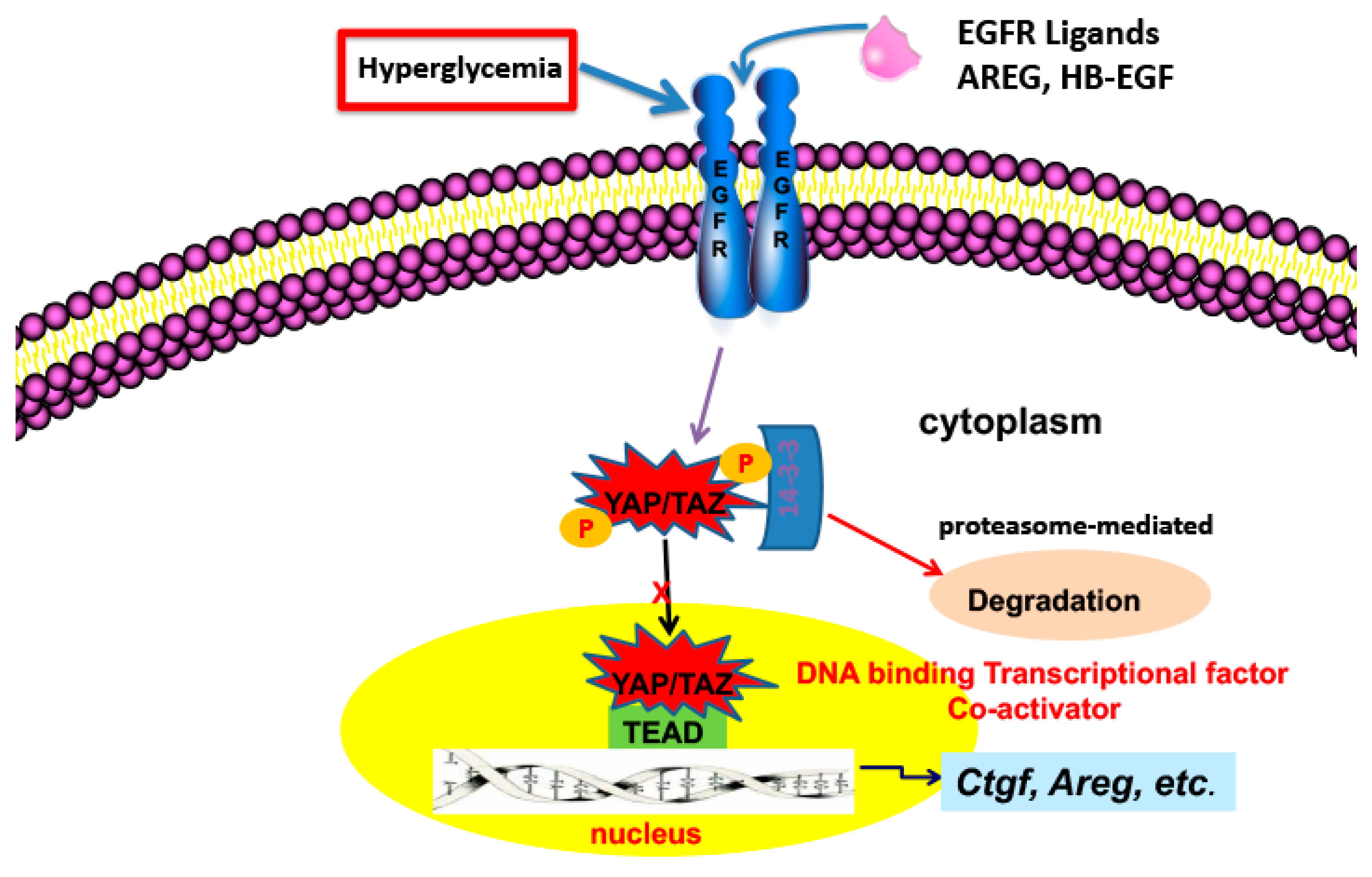 Cells 11 03416 g001 Cells 11 03416 g001