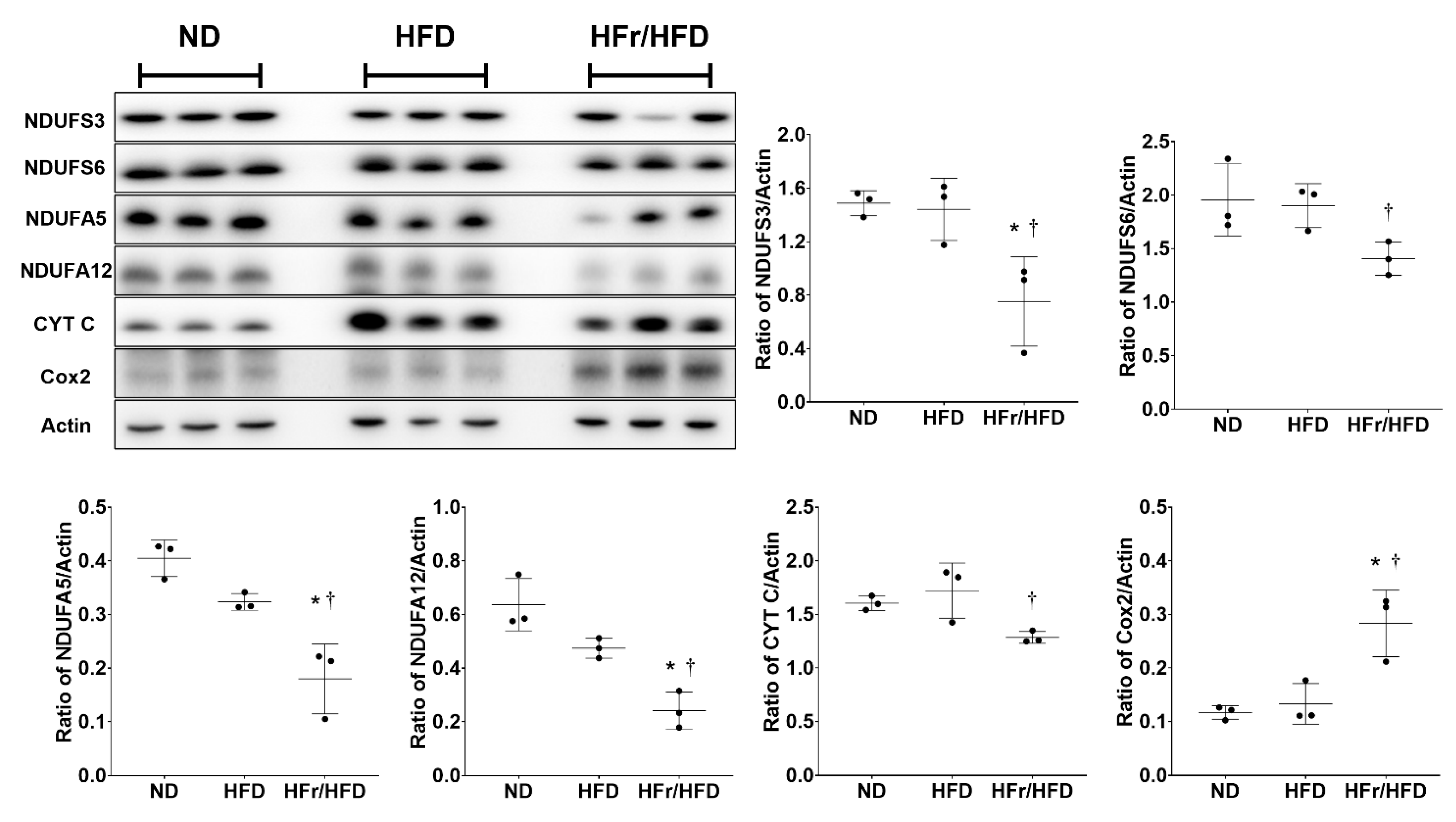 Cells 11 03425 g007 Cells 11 03425 g007