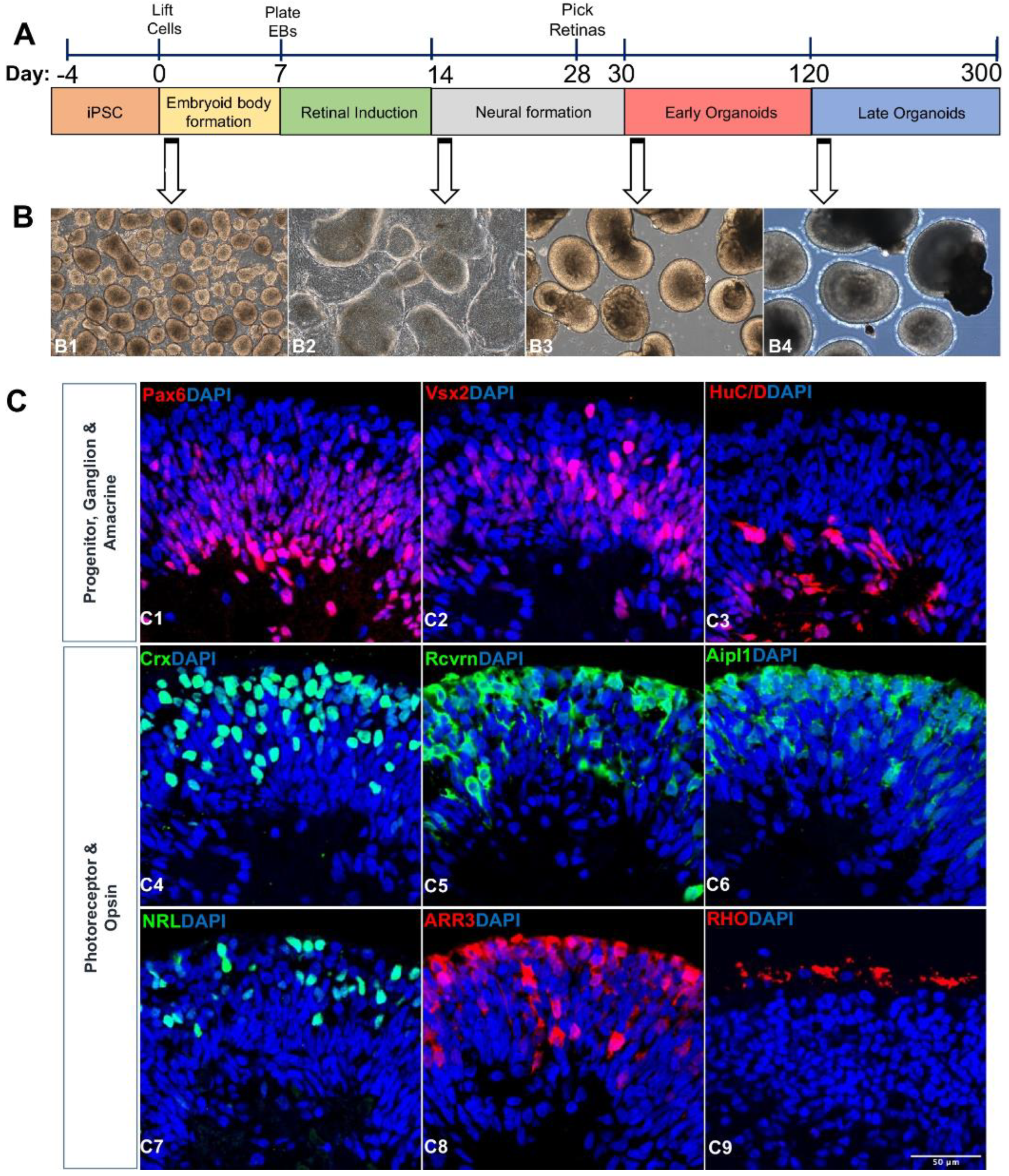 Cells 11 03429 g003 Cells 11 03429 g003