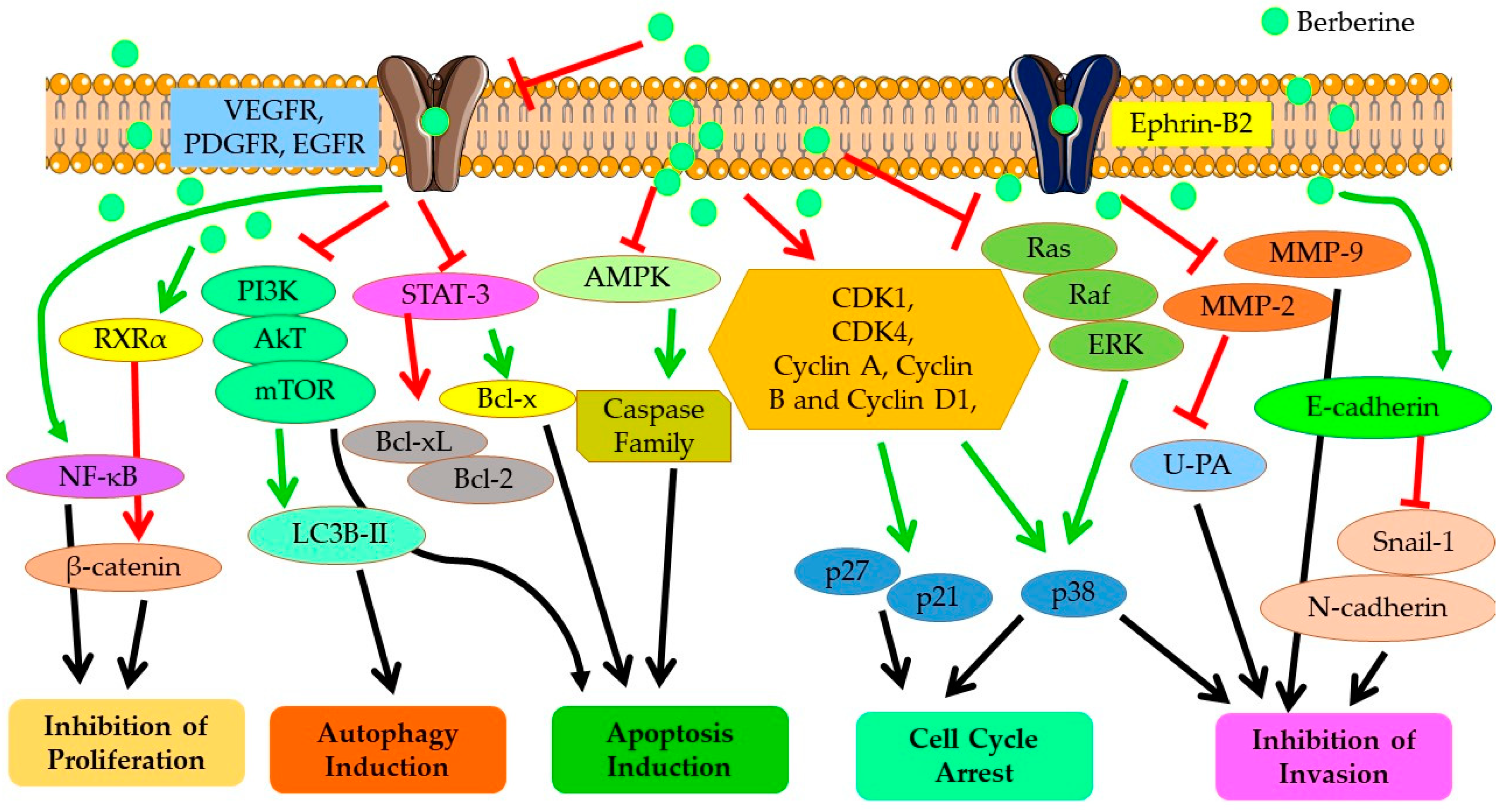 Cells 11 03433 g004 Cells 11 03433 g004