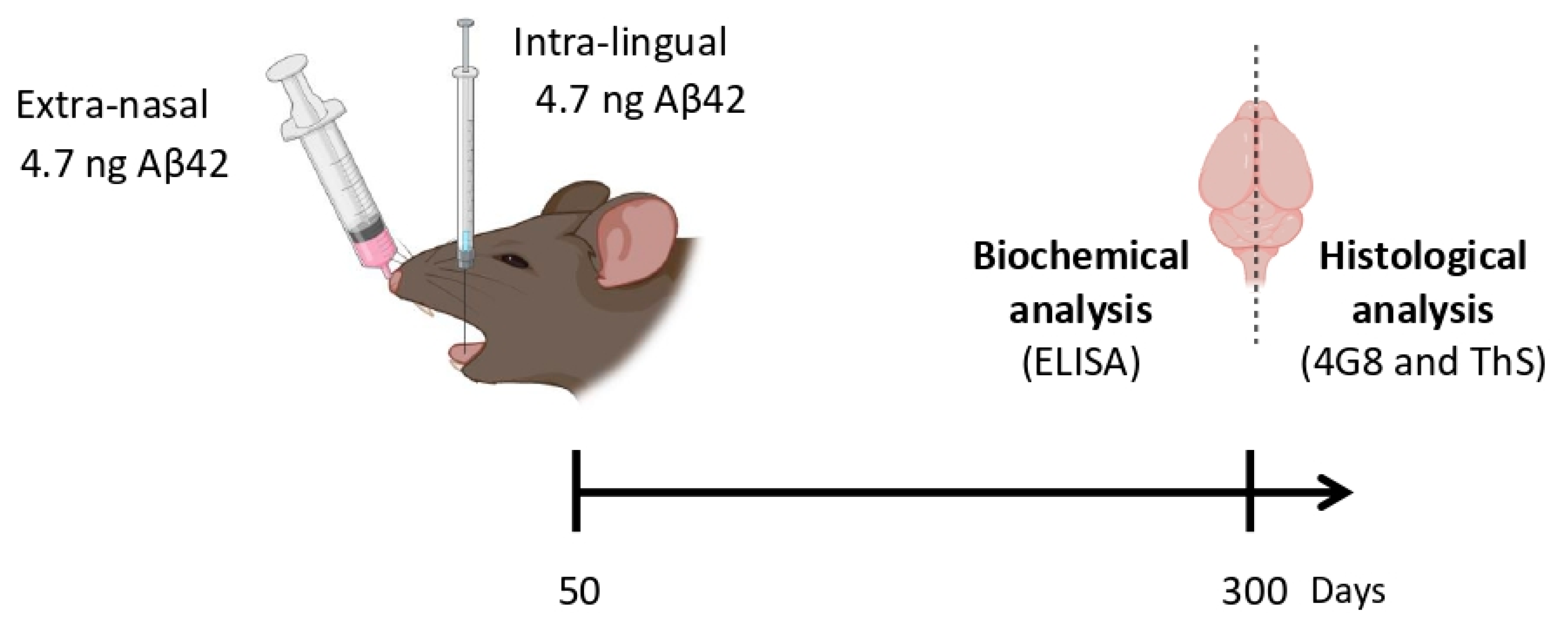 Cells | Free Full-Text | Altering Brain Amyloidosis by Intra-Lingual and  Extra-Nasal Exposure of A&beta; Aggregates
