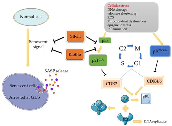 Cells | Free Full-Text | Cellular Senescence In Metabolic-Associated ...