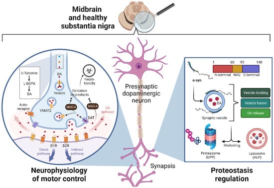 Bioinspired Theranostic Coordination Polymer Nanoparticles for Intranasal  Dopamine Replacement in Parkinson's Disease