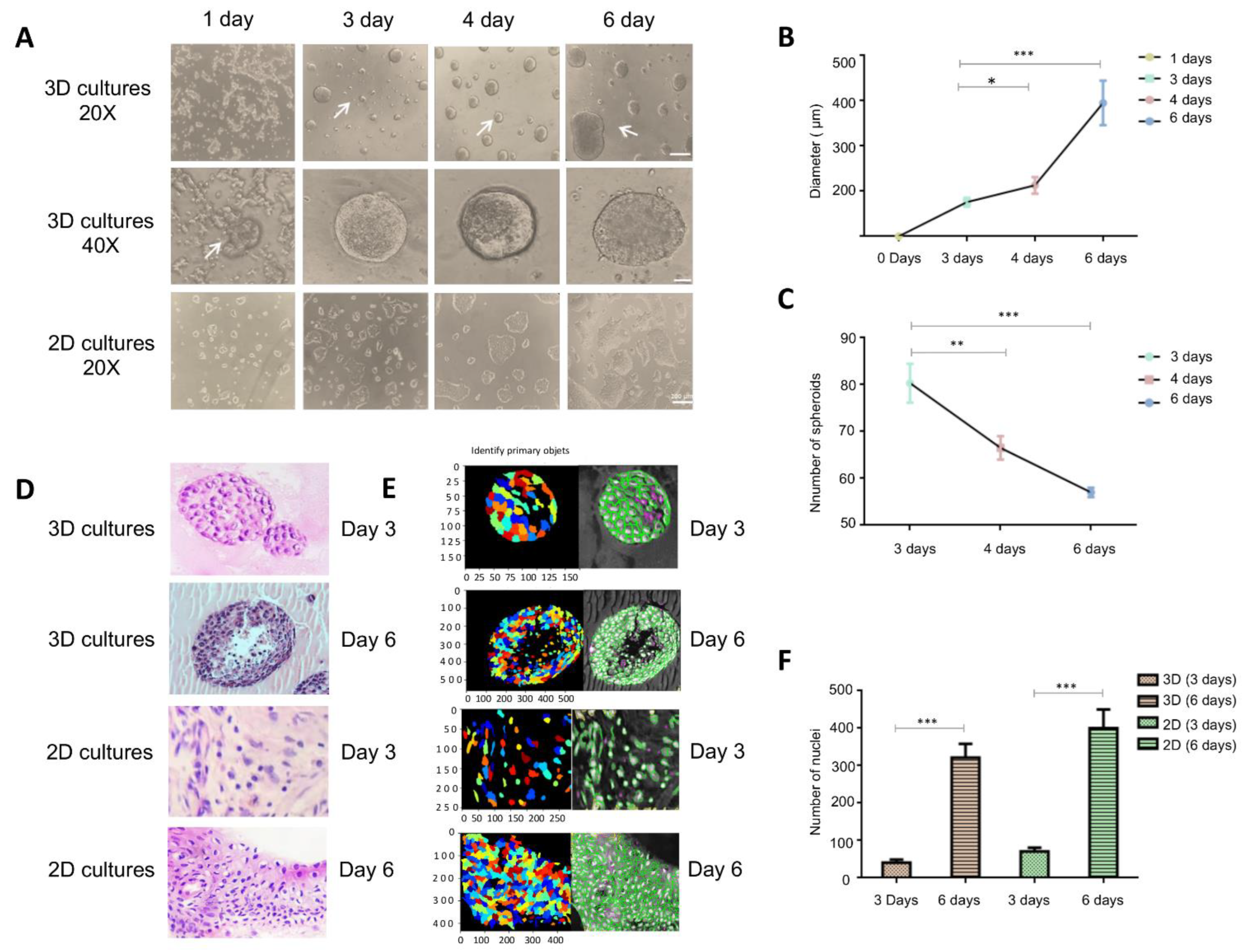 Morphology of breast cancer 3D cellular aggregates generated by