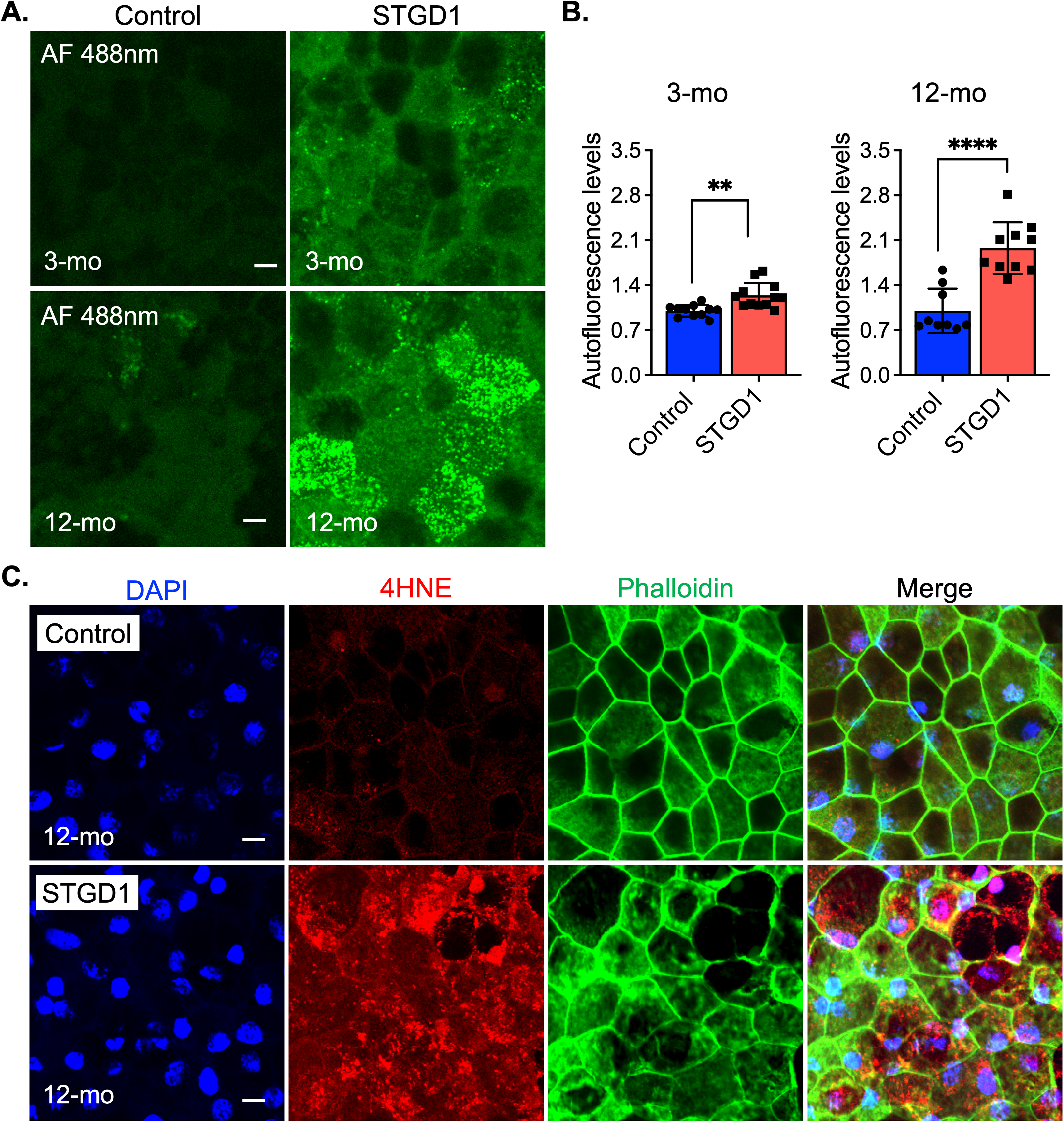 Cells 11 03462 g003 Cells 11 03462 g003