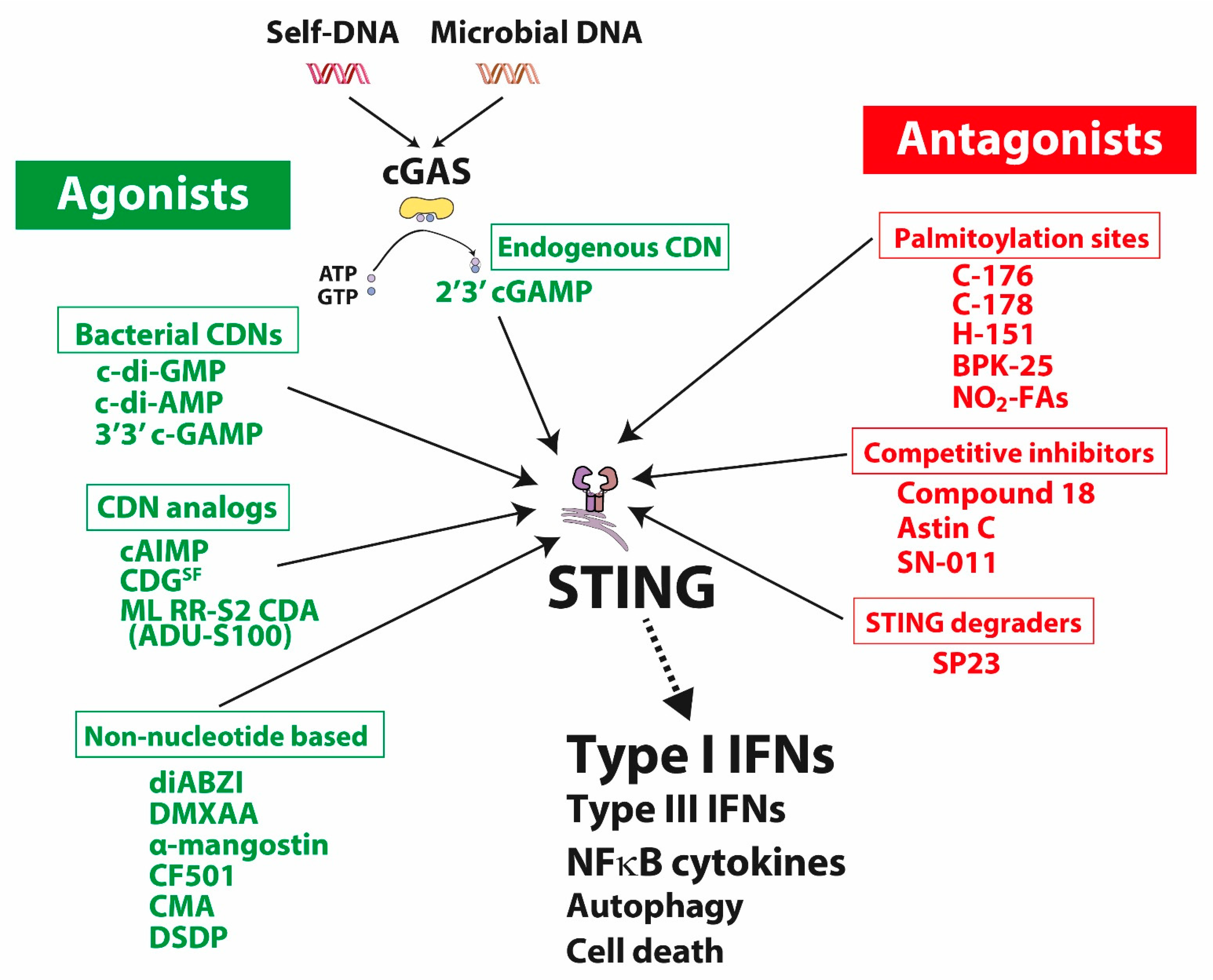 Cells 11 03483 g001 Cells 11 03483 g001