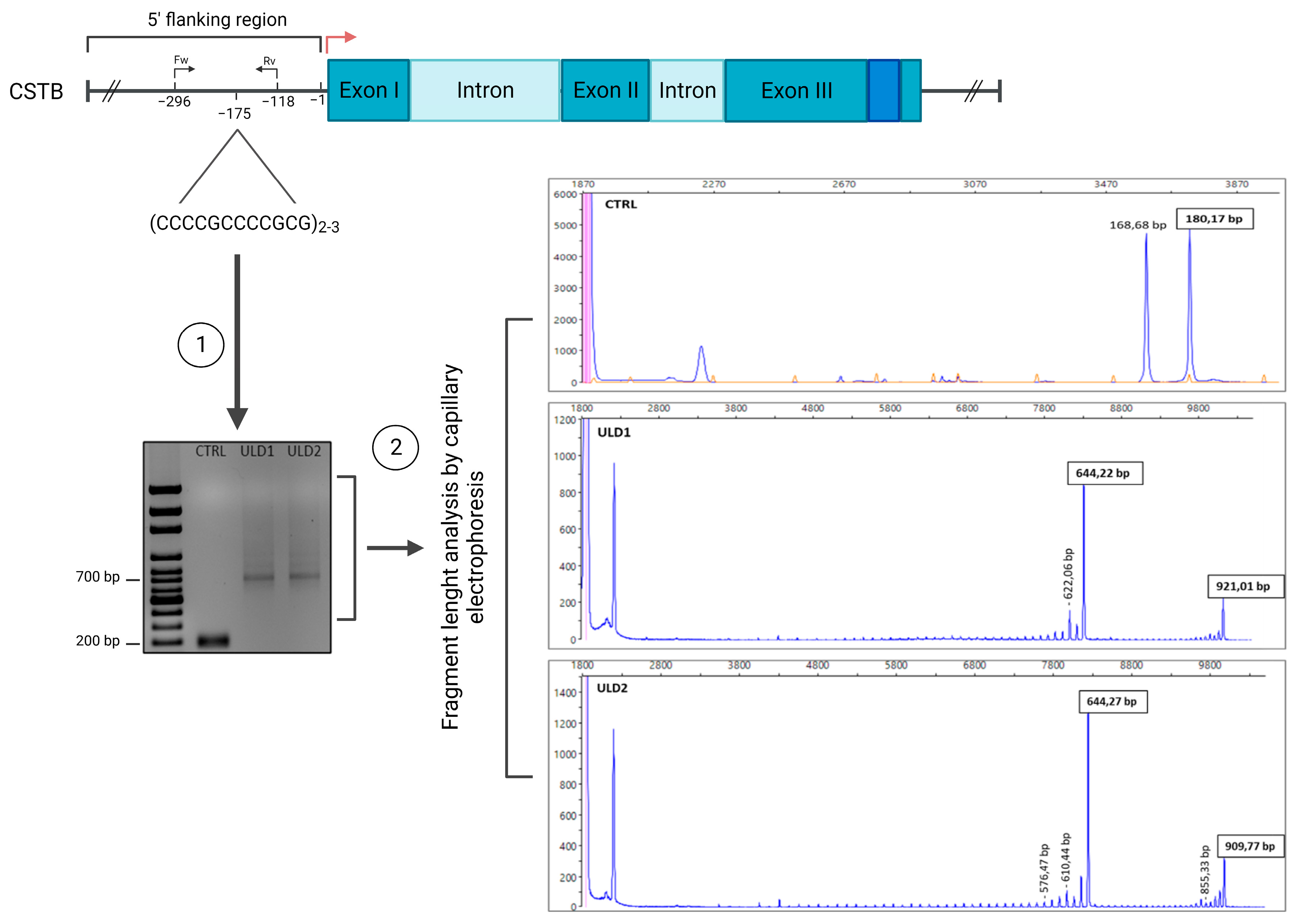 Cells 11 03491 g002 Cells 11 03491 g002