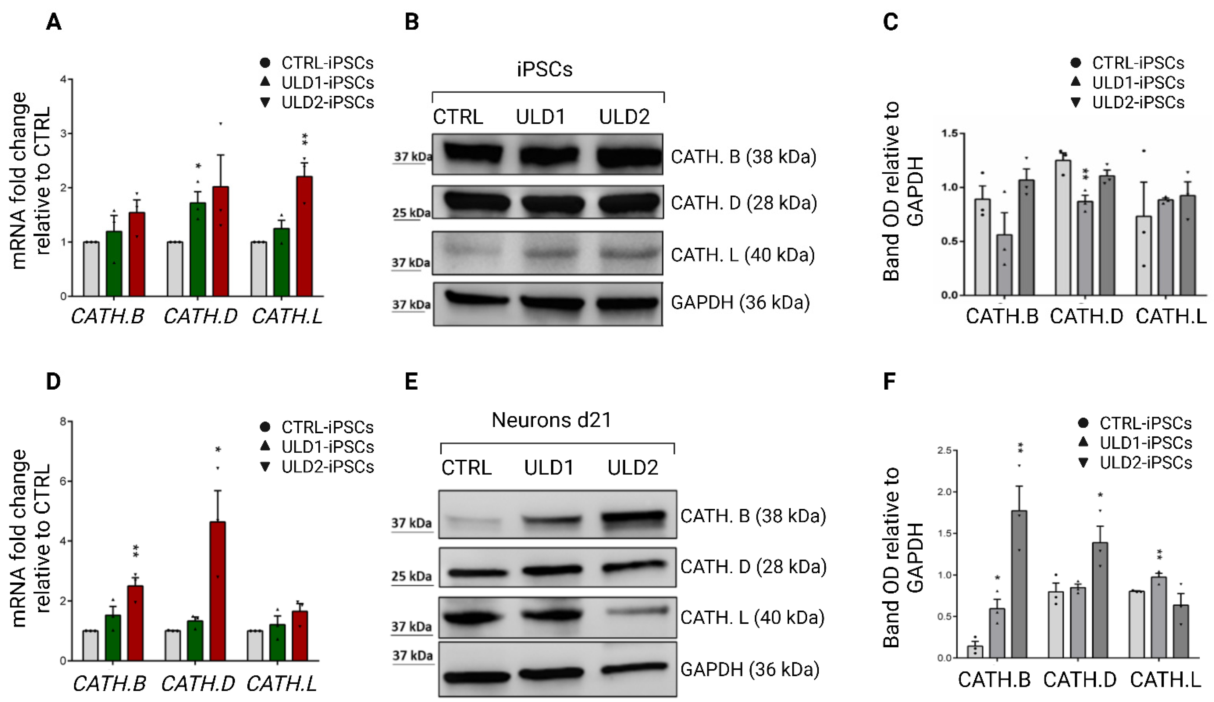 Cells 11 03491 g005 Cells 11 03491 g005