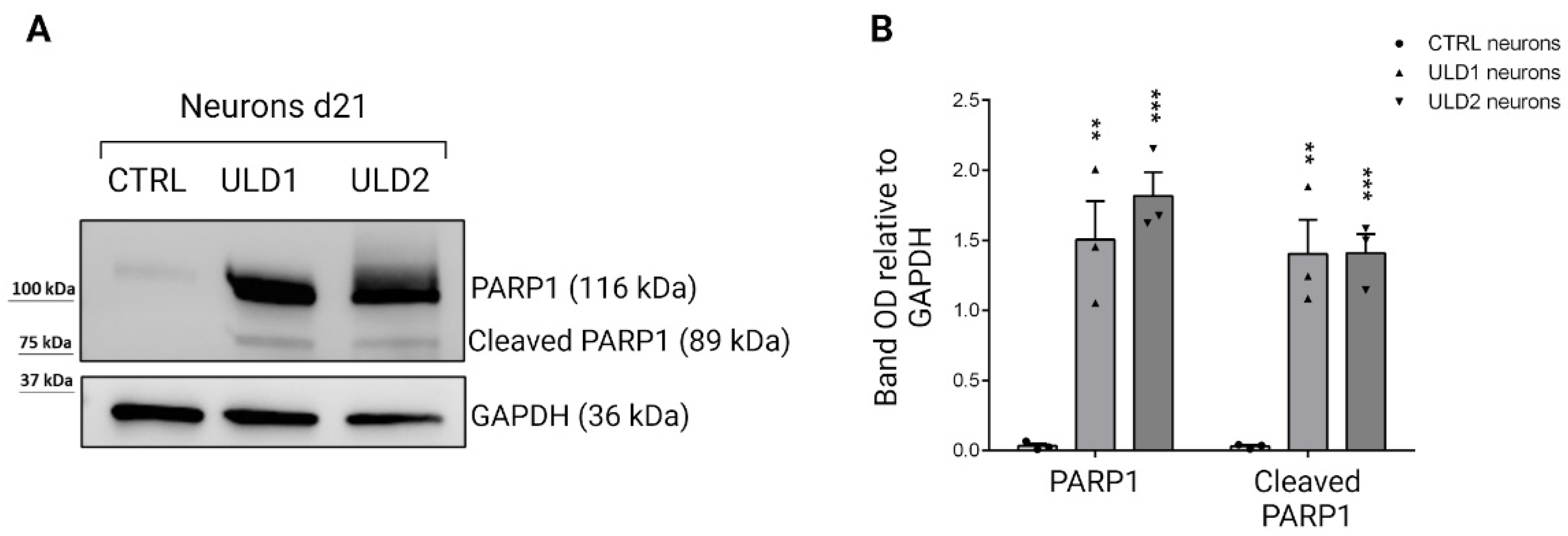 Cells 11 03491 g006 Cells 11 03491 g006