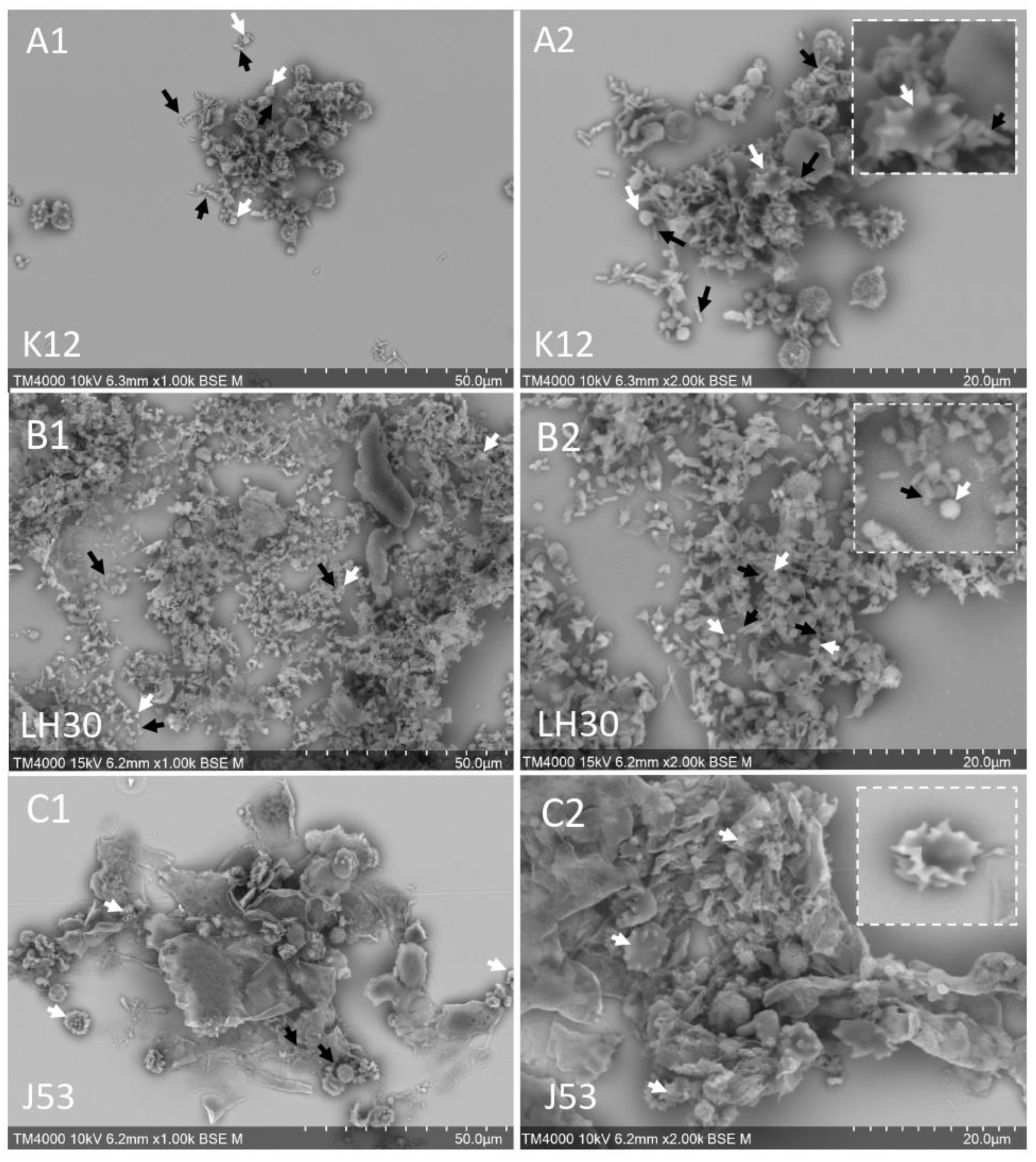 Cells 11 03495 g001 Cells 11 03495 g001