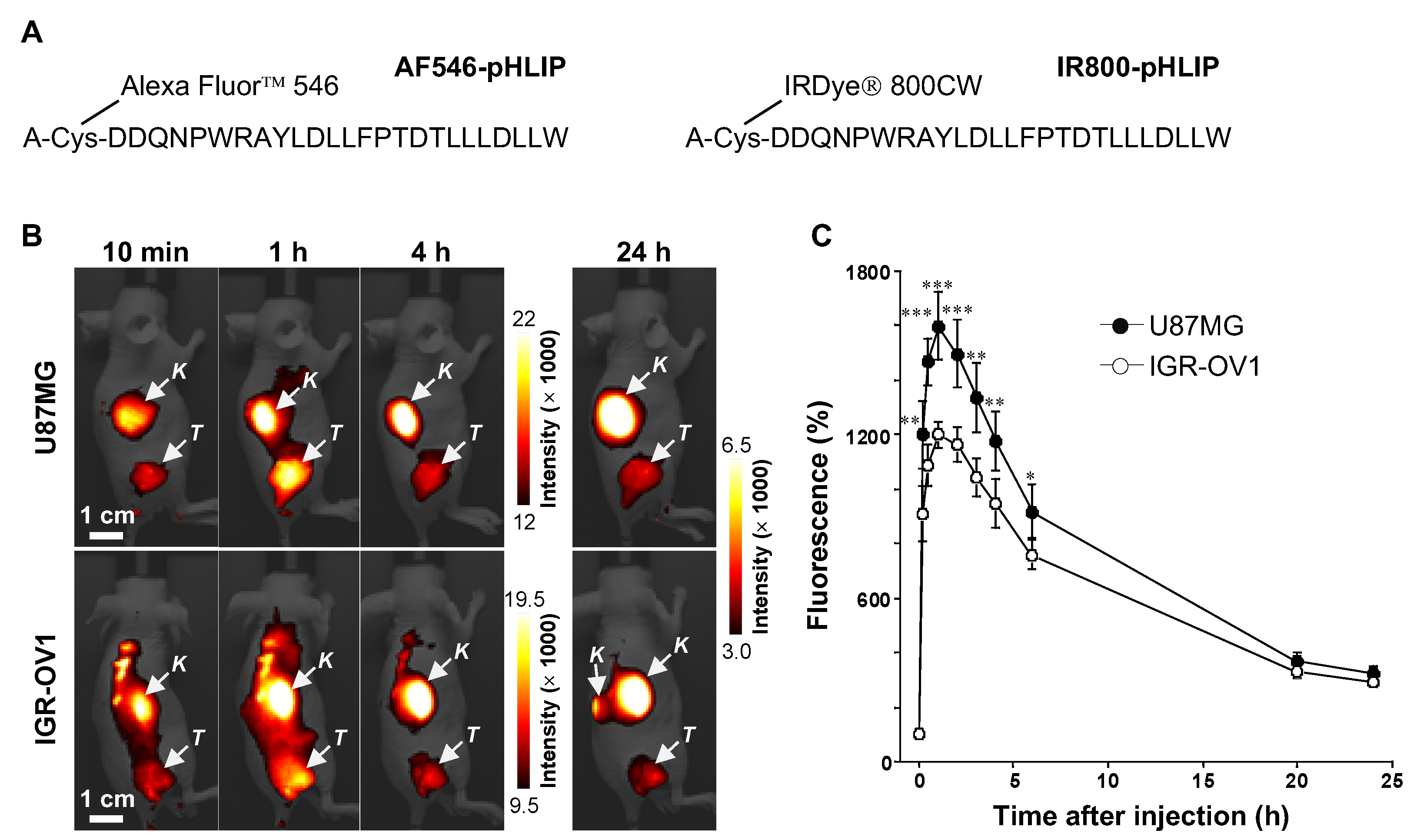 Cells | Free Full-Text | Multiplexed Imaging Reveals the Spatial  Relationship of the Extracellular Acidity-Targeting pHLIP with Necrosis,  Hypoxia, and the Integrin-Targeting cRGD Peptide