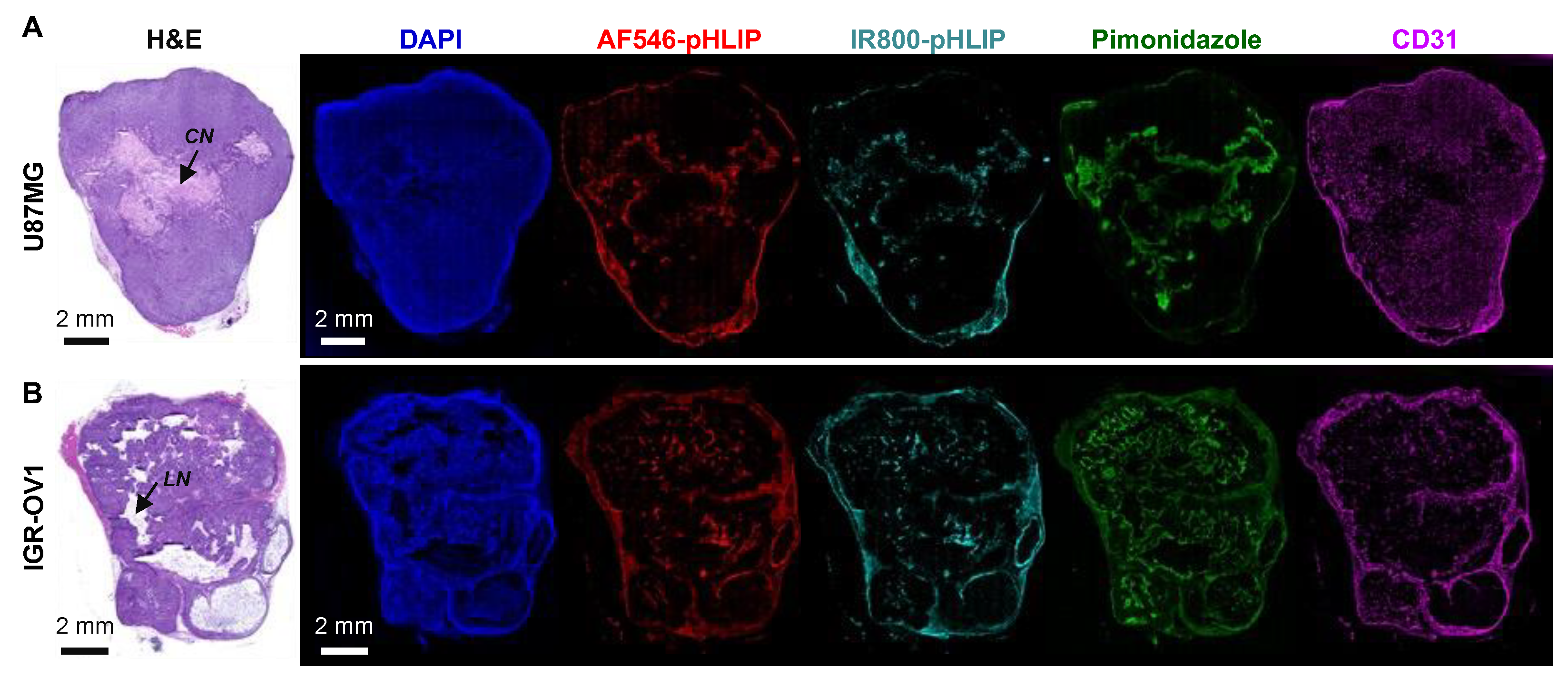 Cells 11 03499 g002 Cells 11 03499 g002