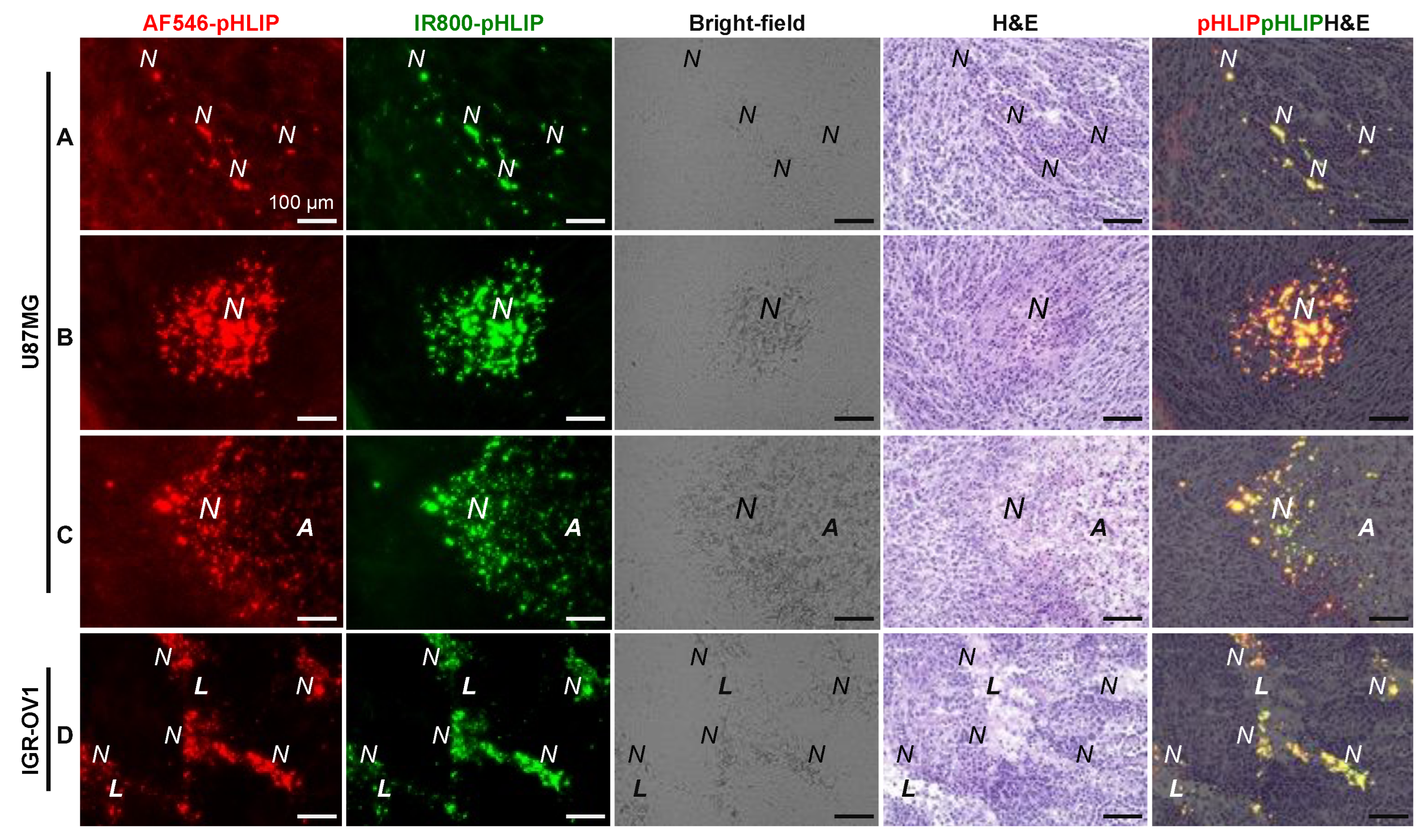 Cells 11 03499 g003 Cells 11 03499 g003