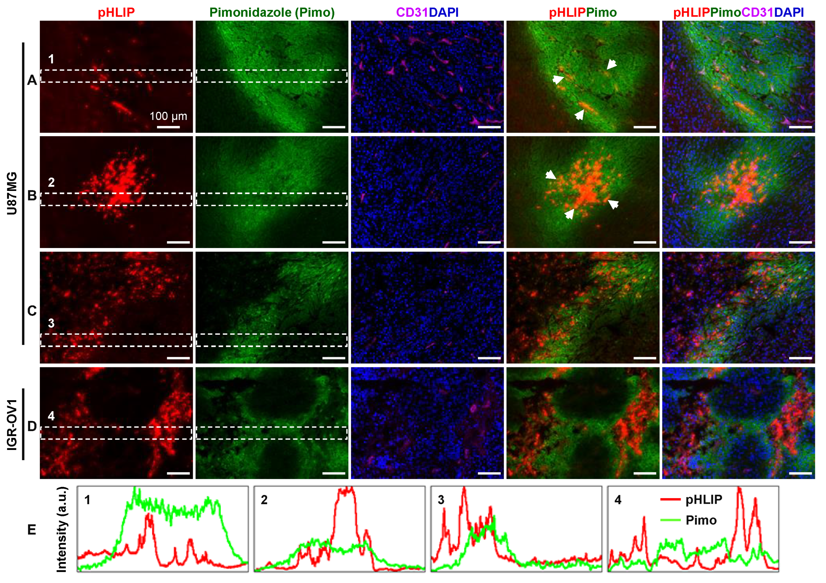 Cells 11 03499 g004 Cells 11 03499 g004