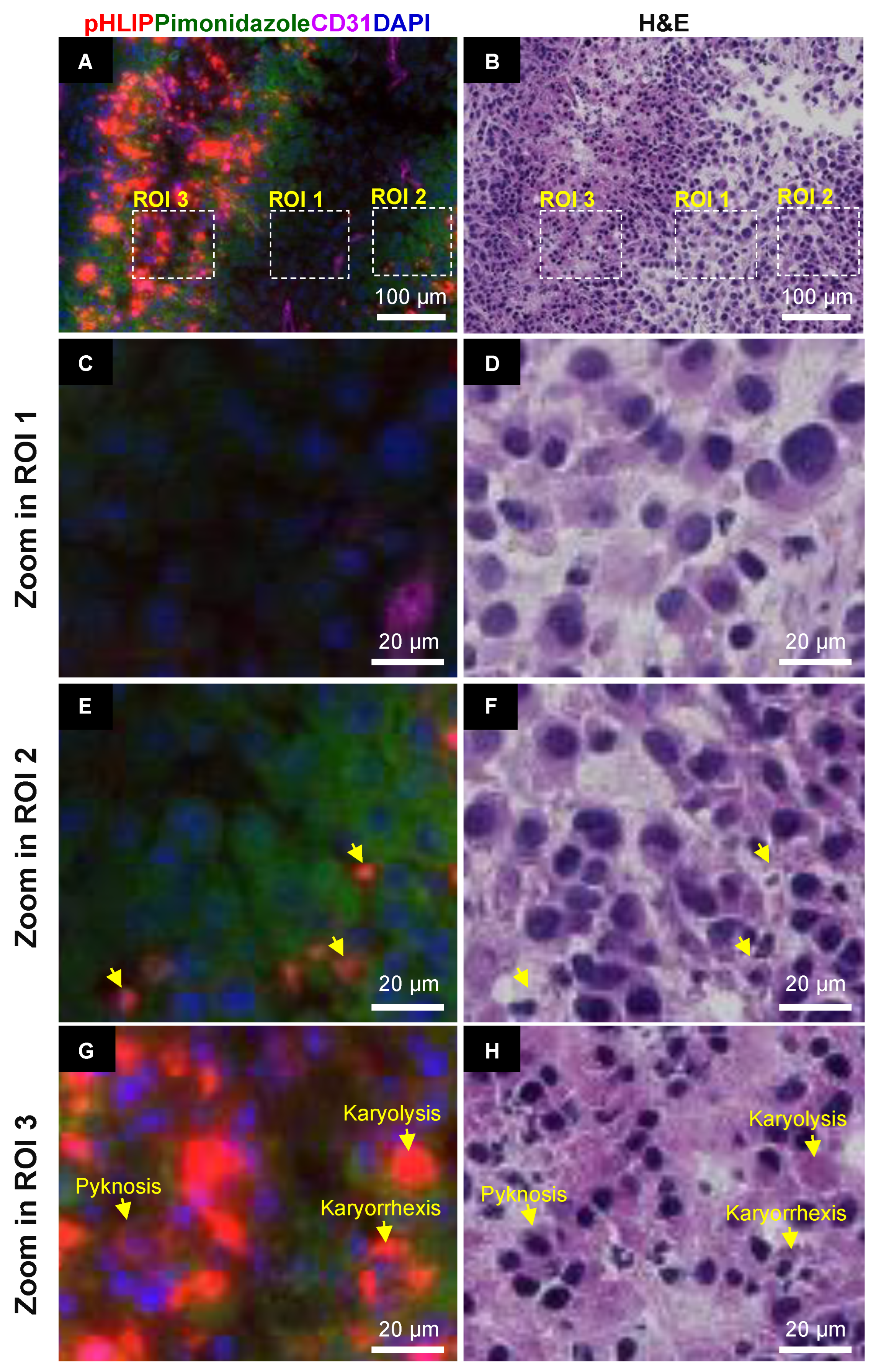 Cells 11 03499 g005 Cells 11 03499 g005