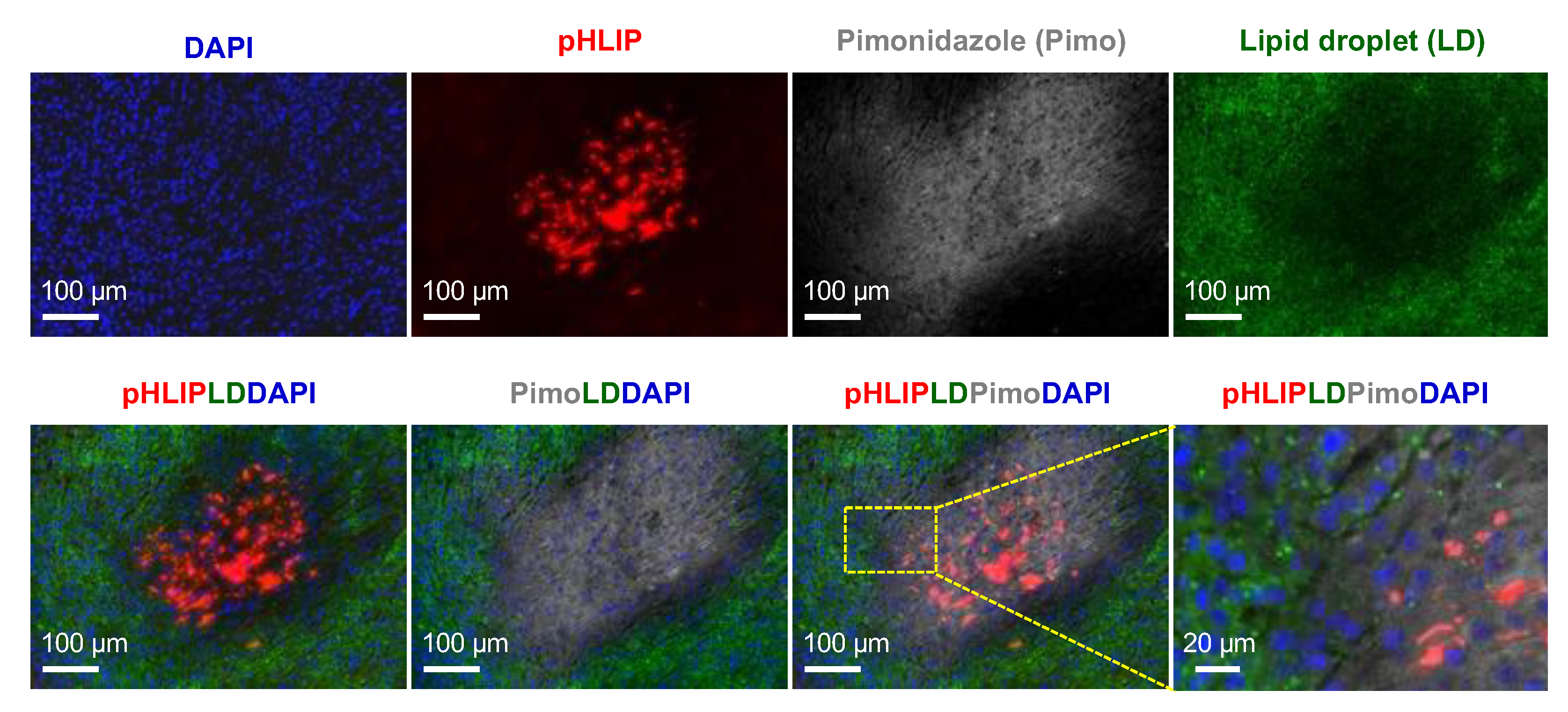 Cells 11 03499 g006 Cells 11 03499 g006