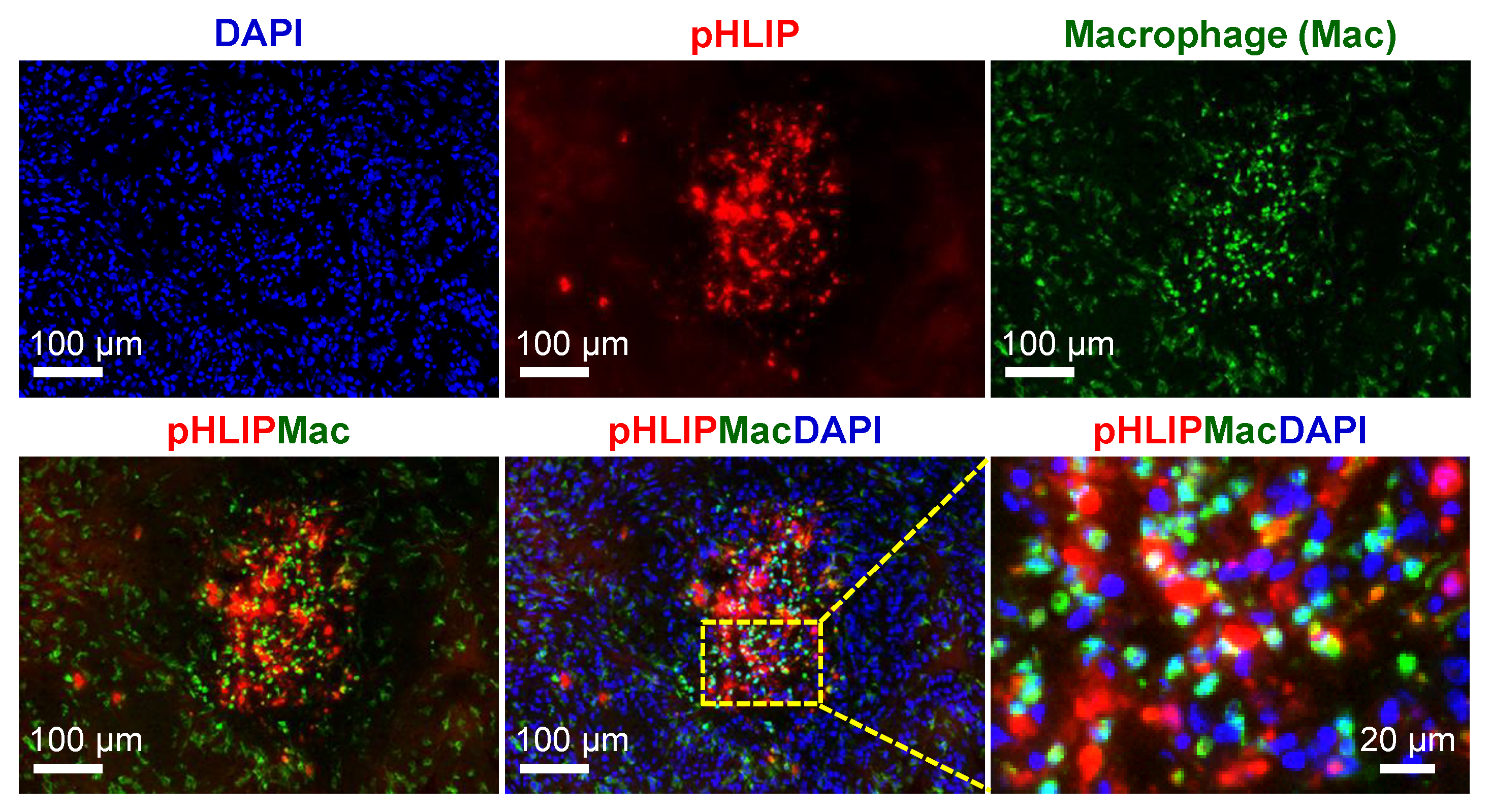 Cells 11 03499 g007 Cells 11 03499 g007
