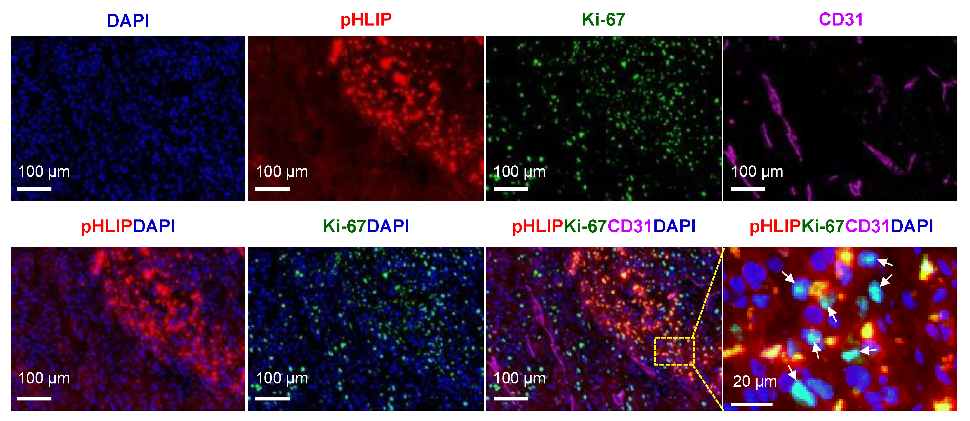 Cells 11 03499 g008 Cells 11 03499 g008