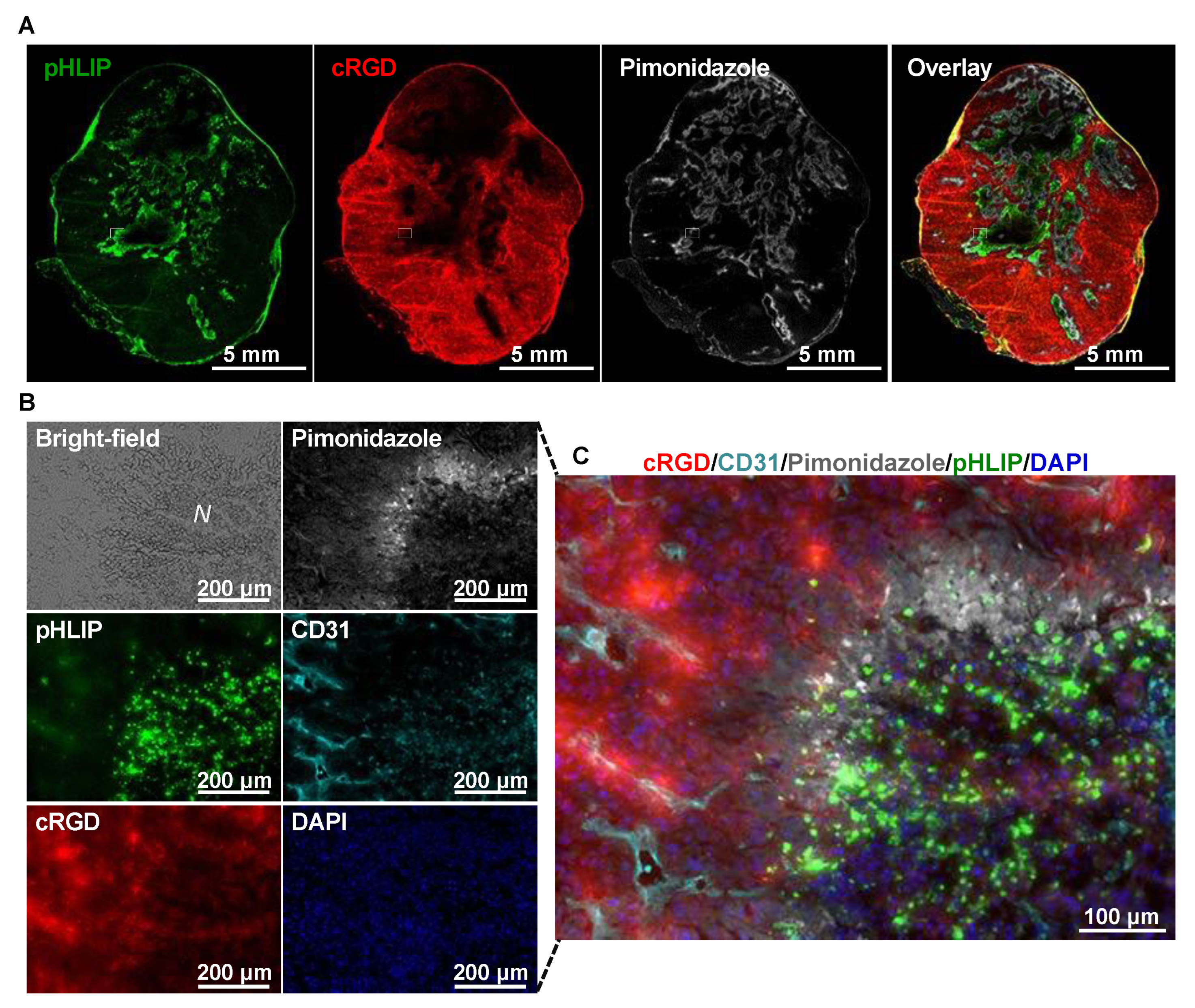 Cells 11 03499 g009 Cells 11 03499 g009