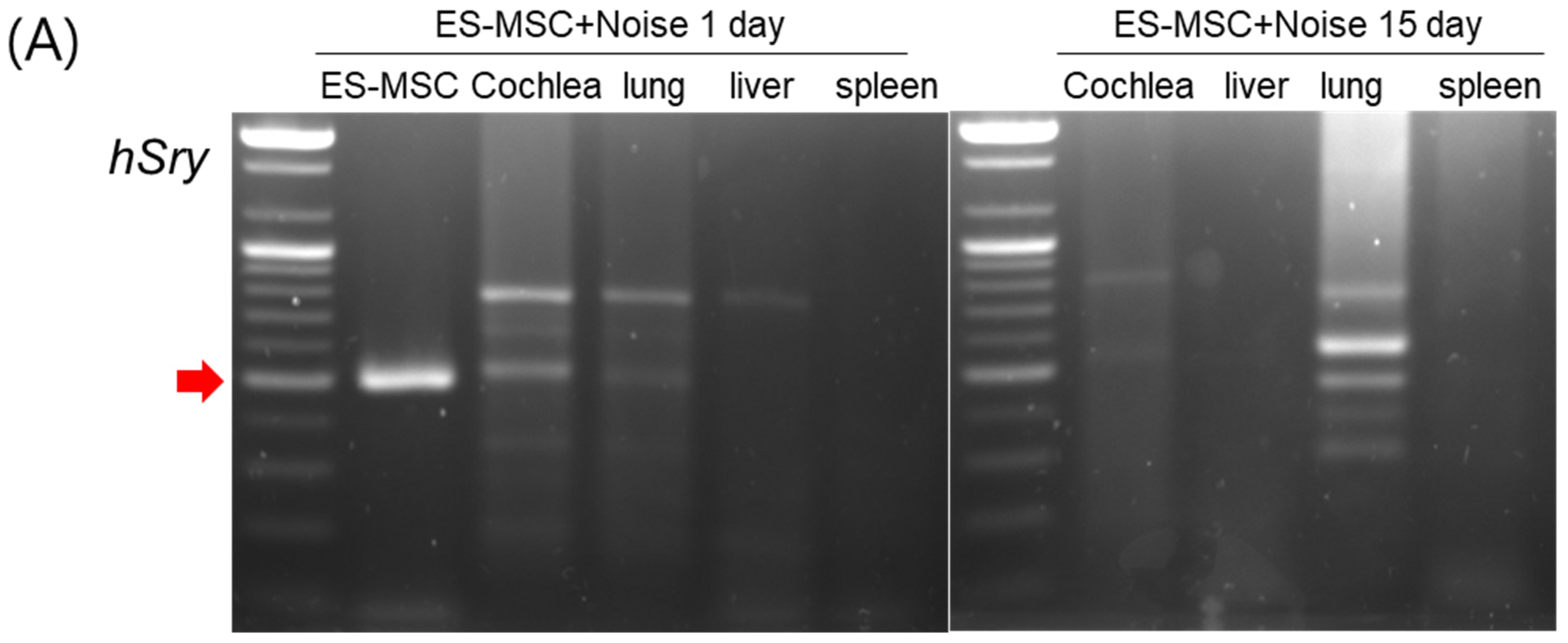 Cells 11 03524 g004a Cells 11 03524 g004a